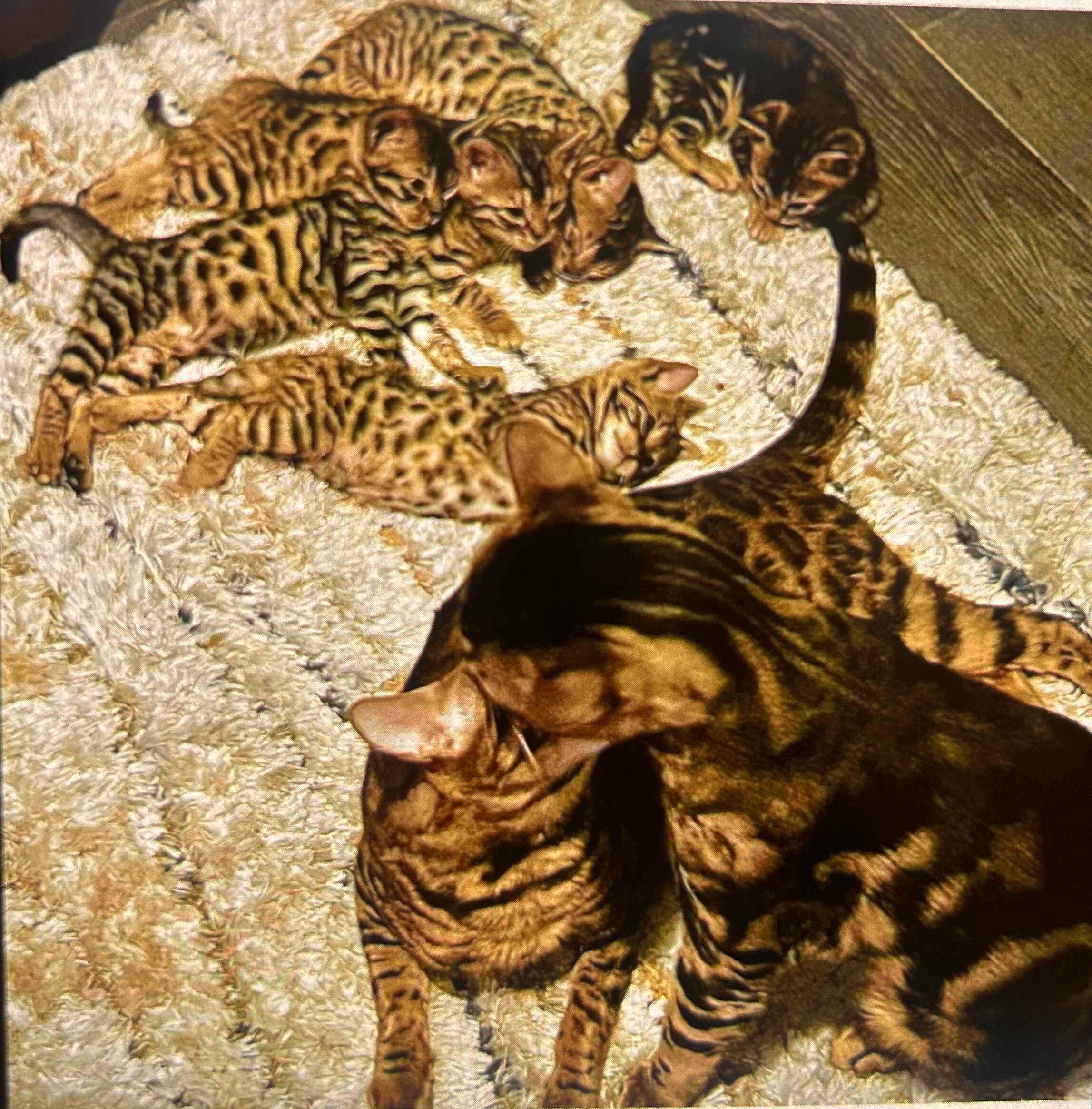 Exotic Bengal kittens image 4