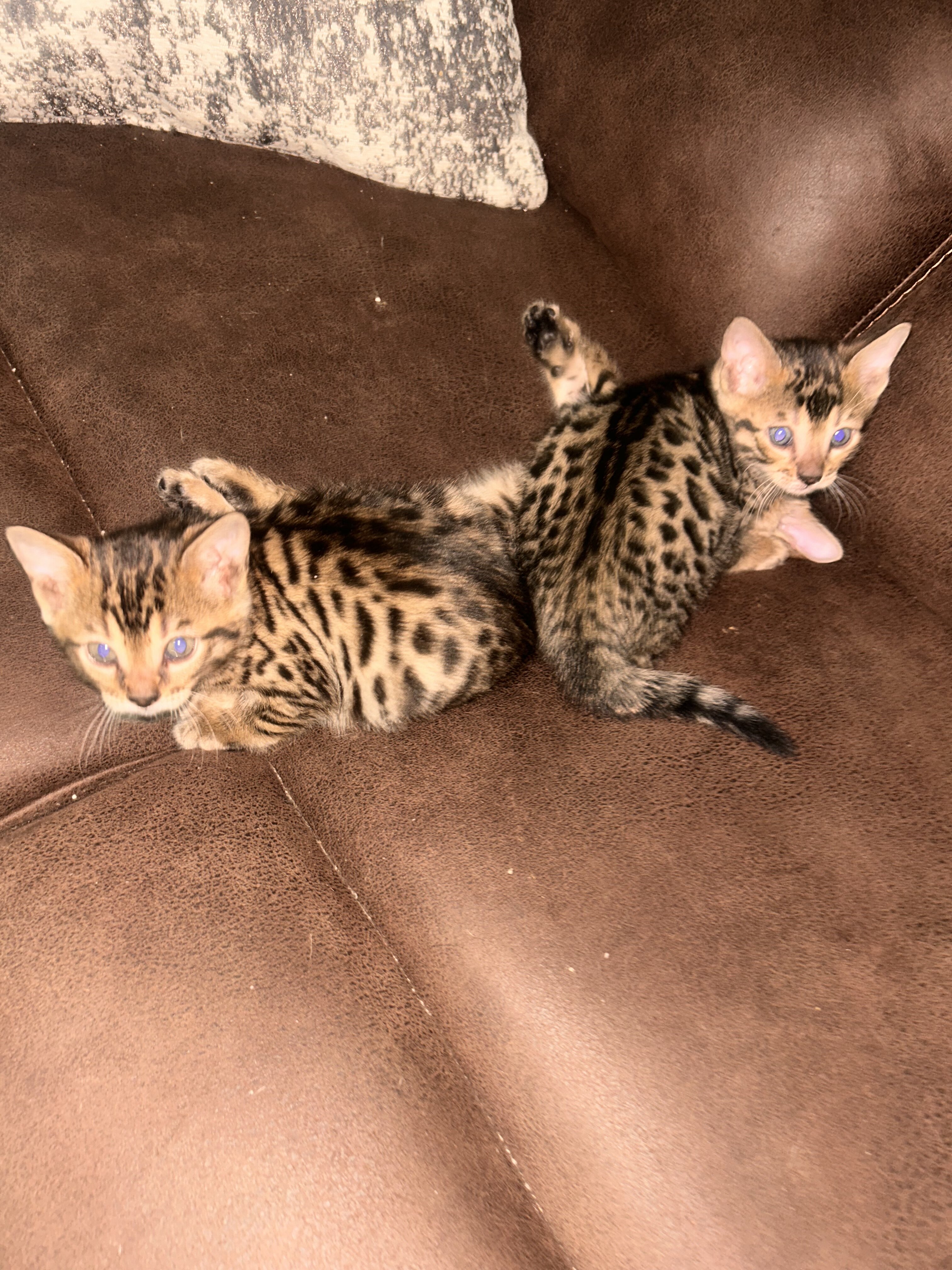 Exotic Bengal kittens image 2