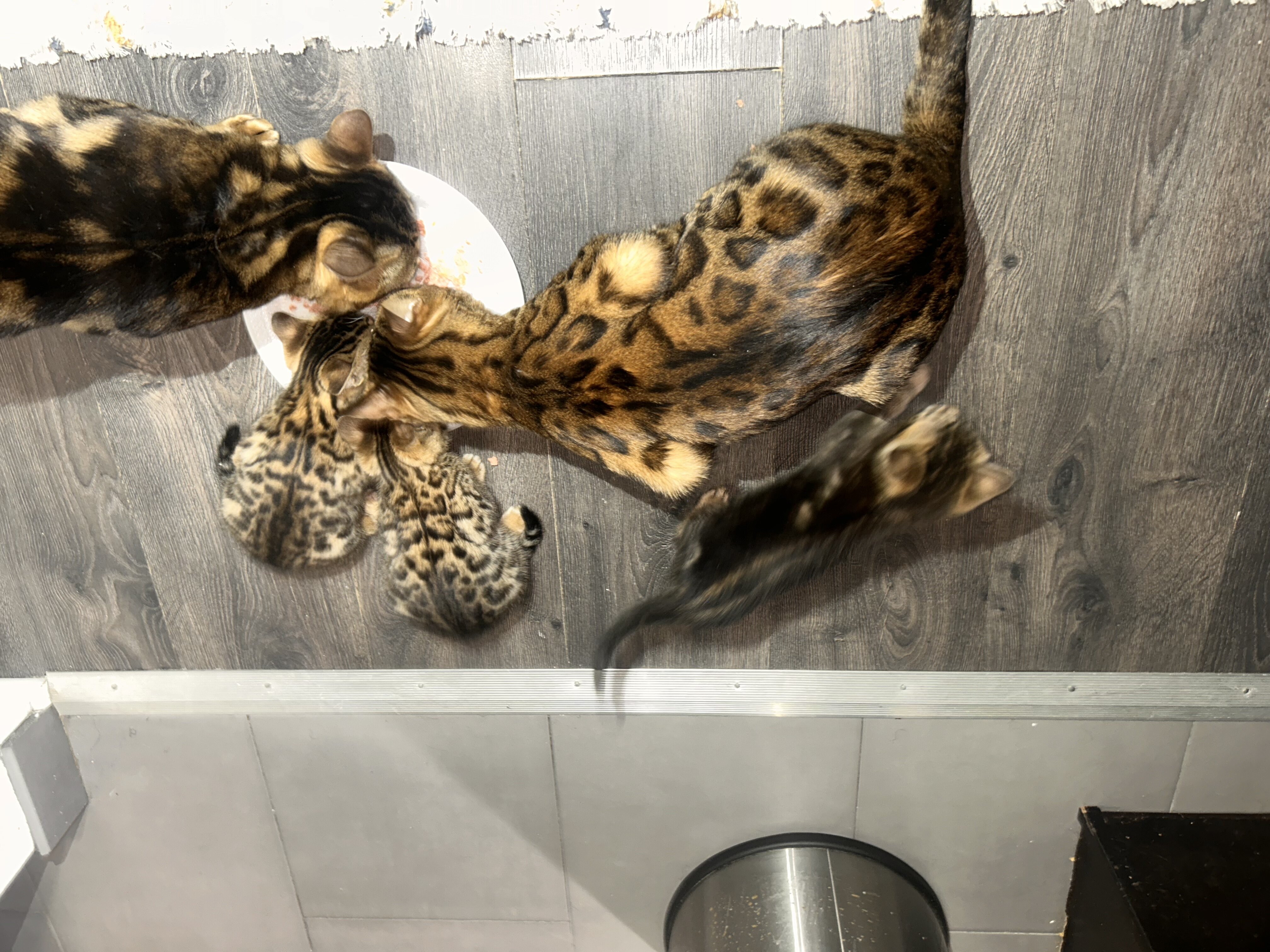 Exotic Bengal kittens image 3