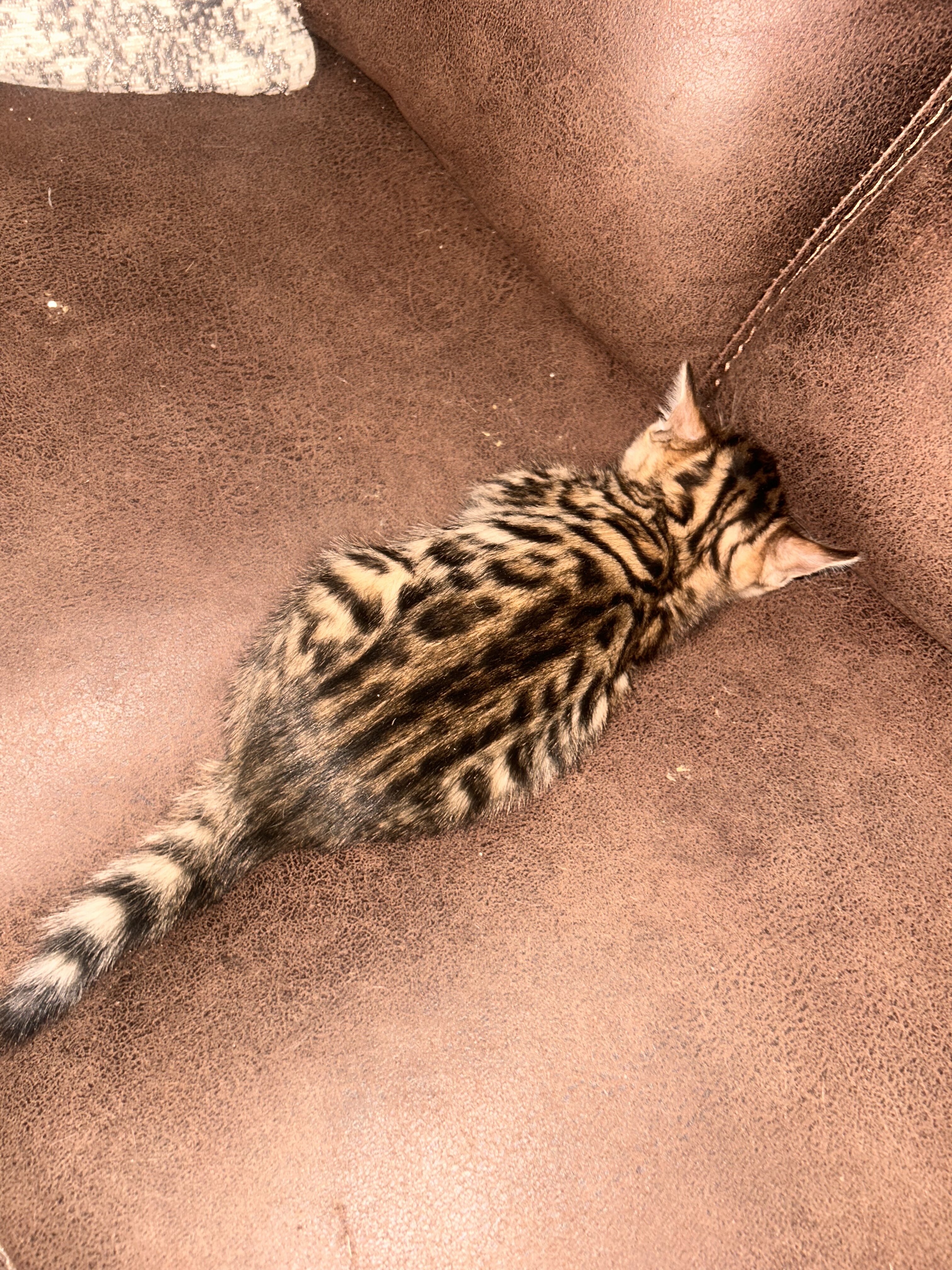 Exotic Bengal kittens image 1