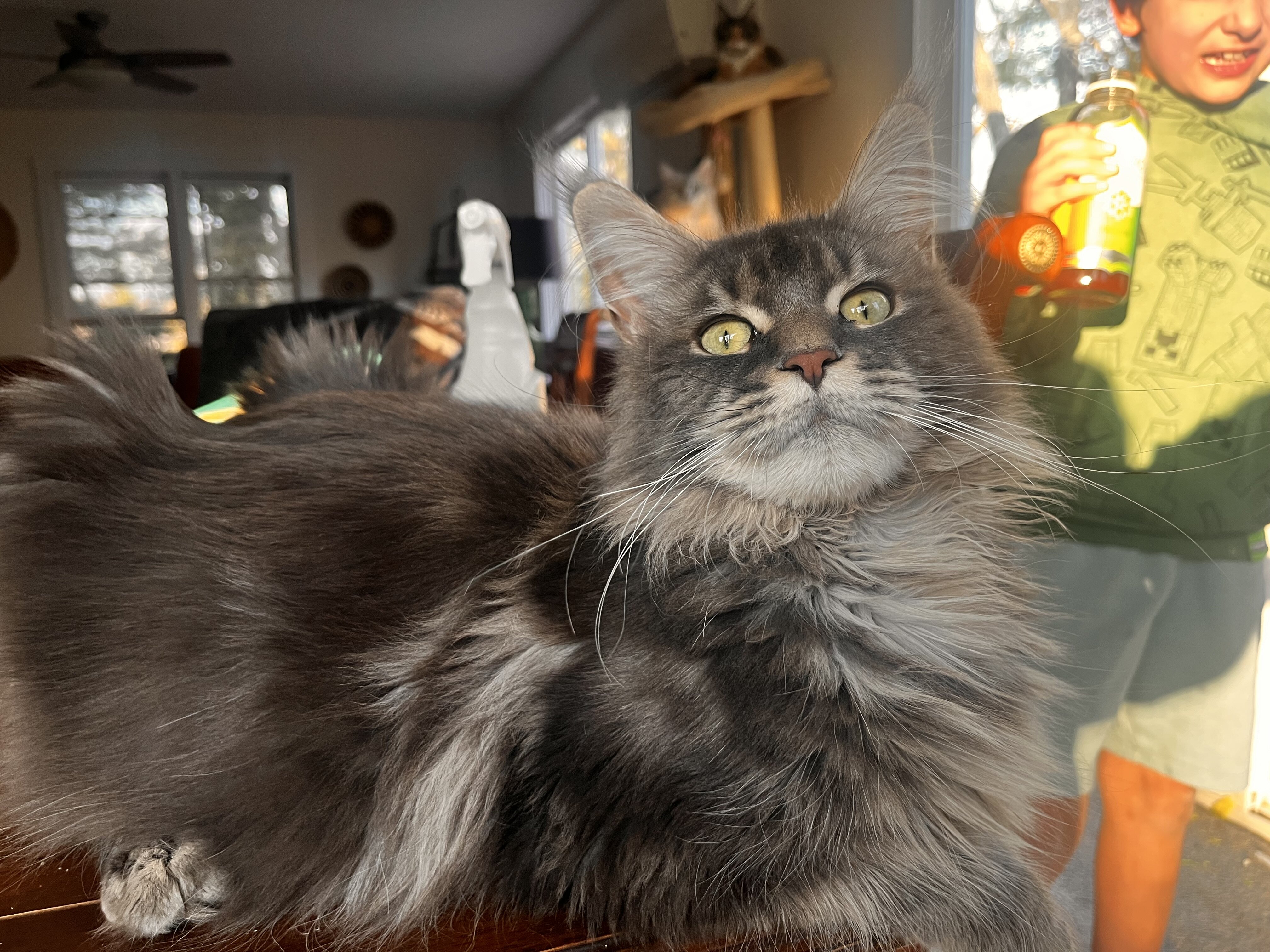 Female TICA regist main coon with breeding rights image 3