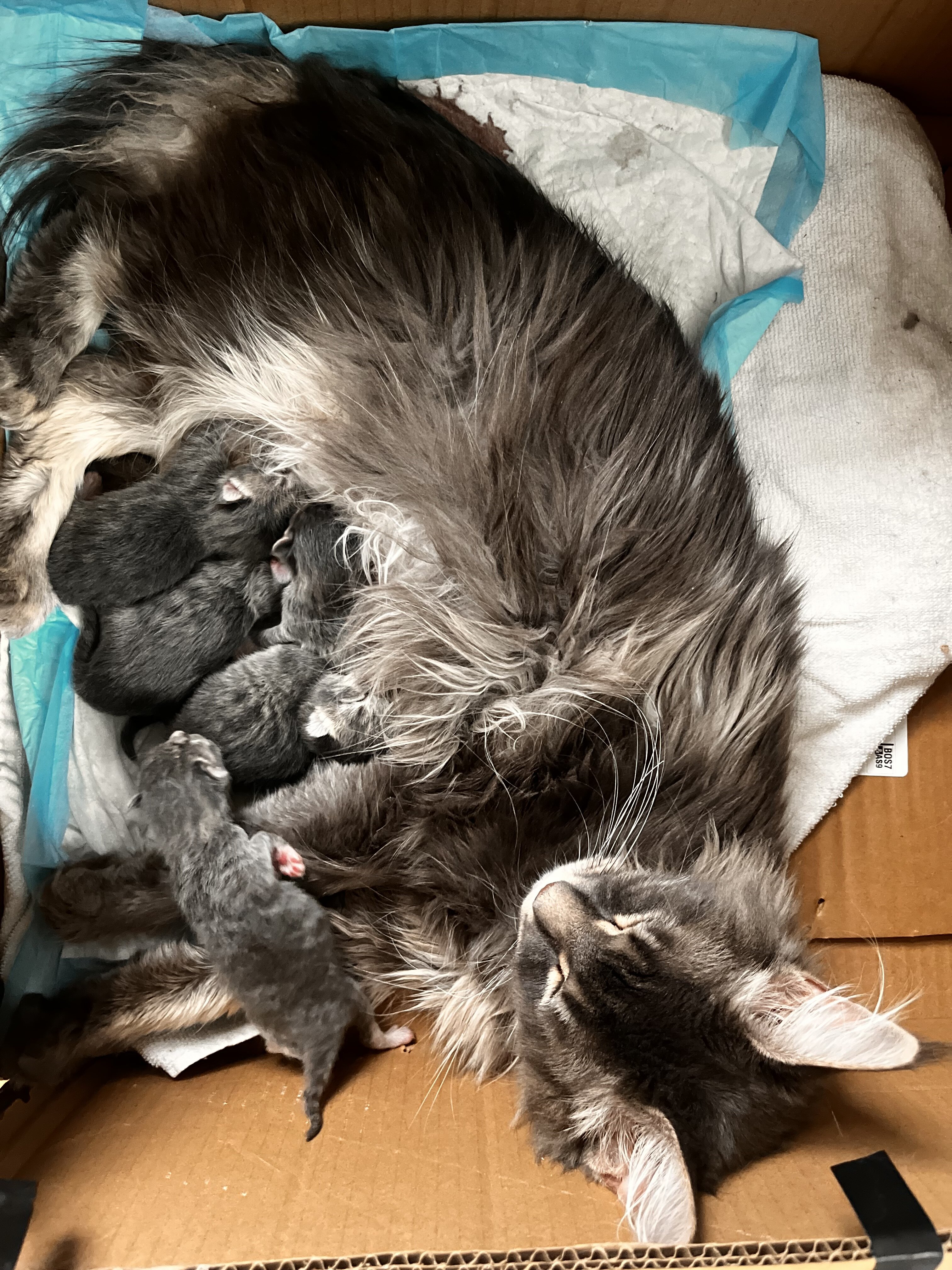 Female TICA regist main coon with breeding rights image 2