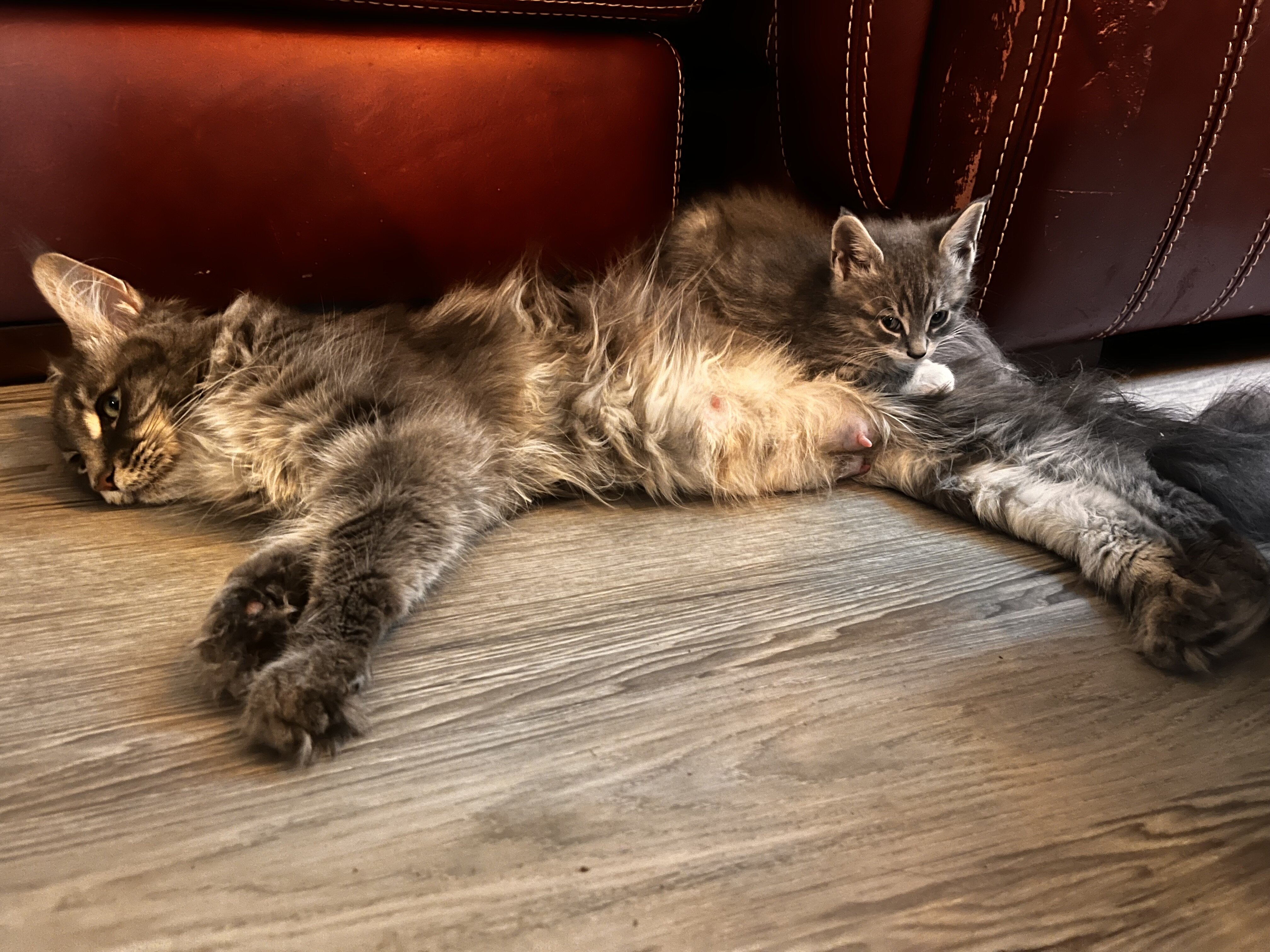 Female TICA regist main coon with breeding rights image 1
