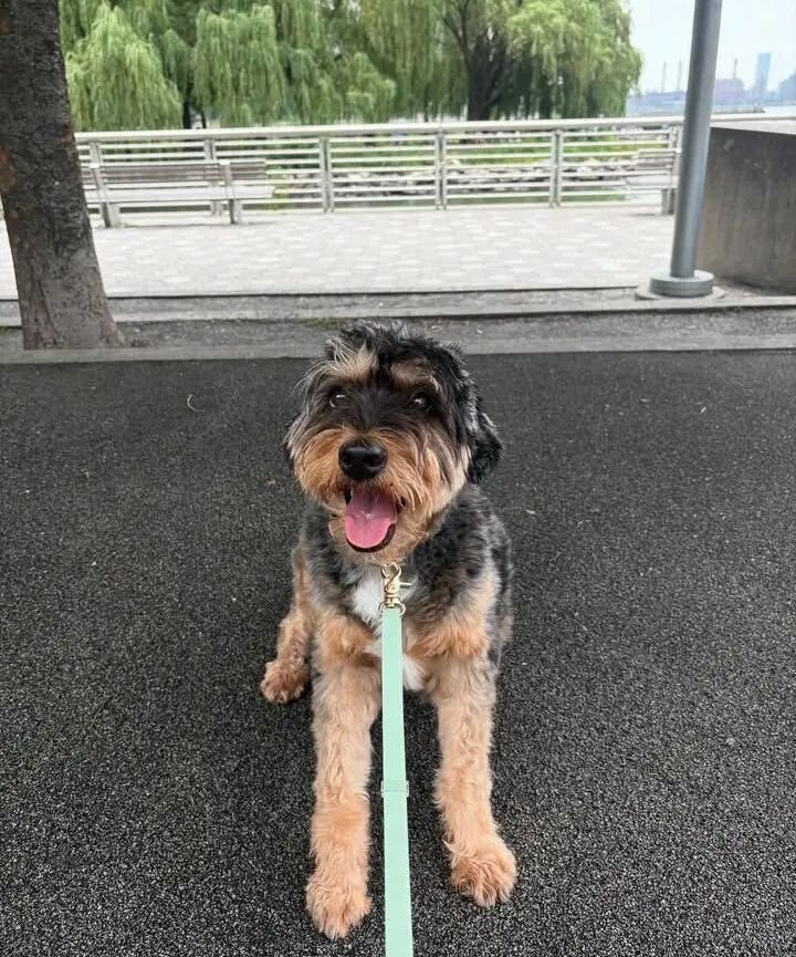 Bernedoodle Dogs image 3