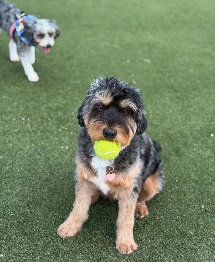 Bernedoodle Dogs image 5