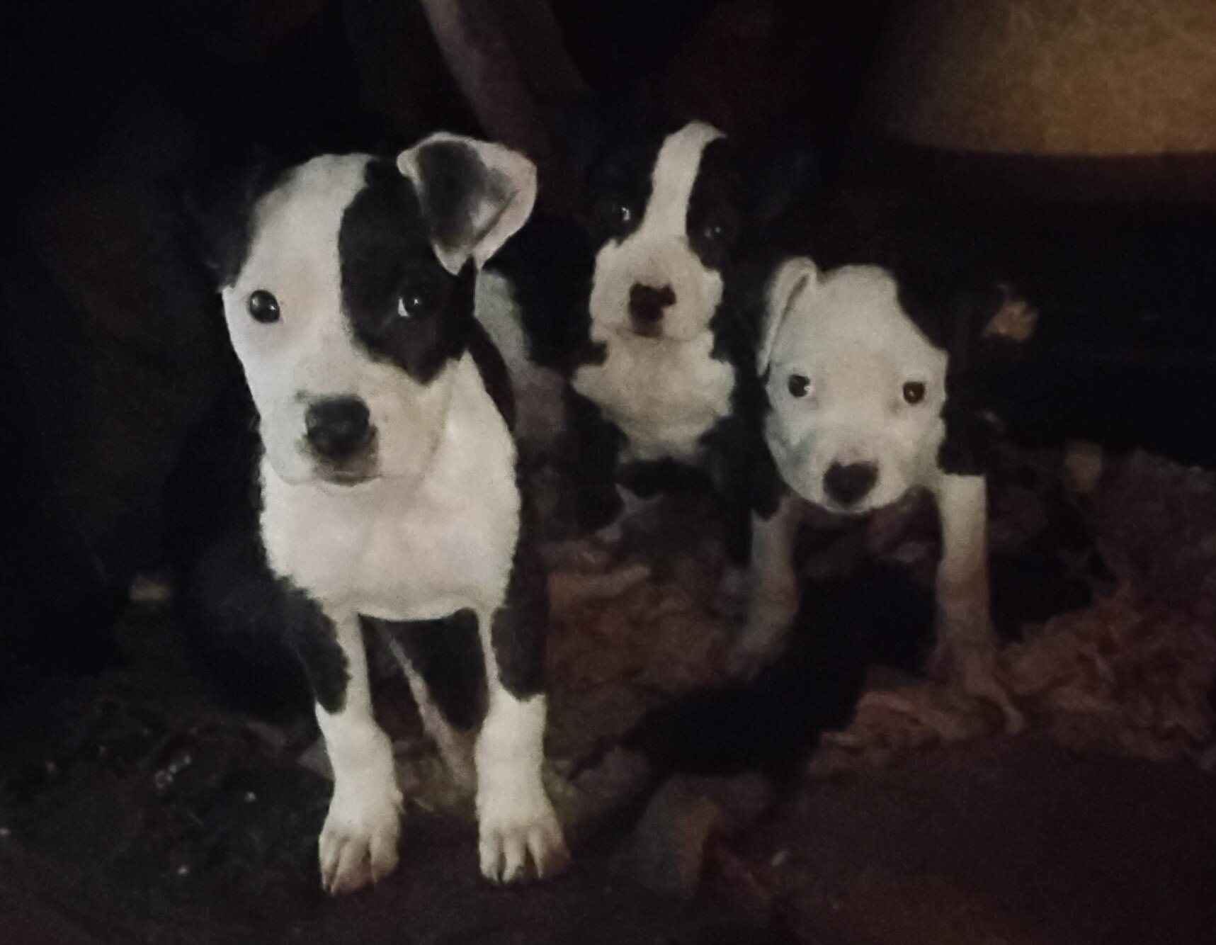 6-12 week old pitbull puppies (5) image 1