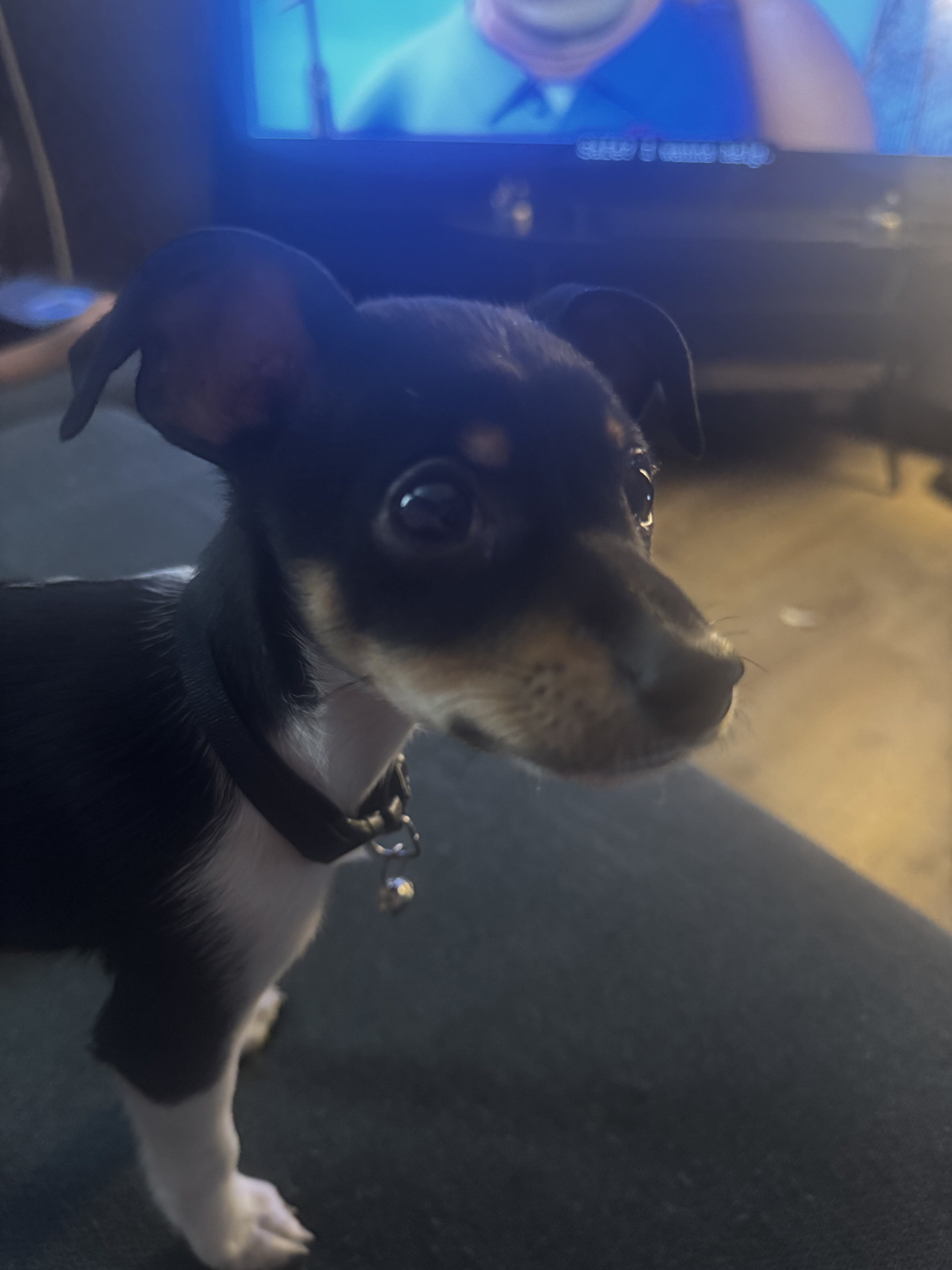 Chihuahua Puppy image 1