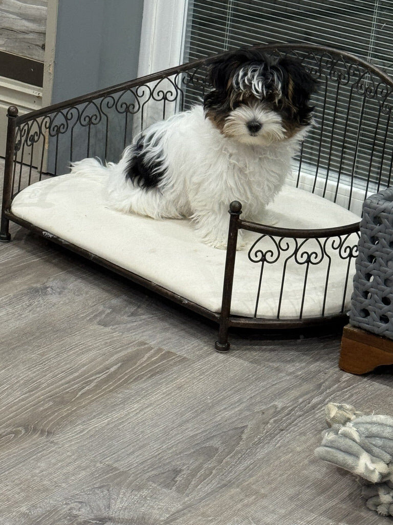 Dottie Female Biewer Terrier image 3