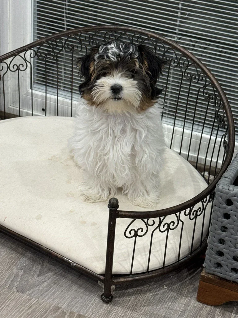 Dottie Female Biewer Terrier image 2