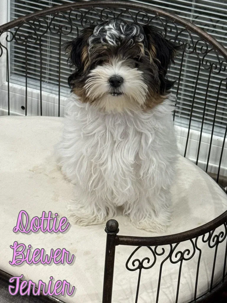 Dottie Female Biewer Terrier image 1