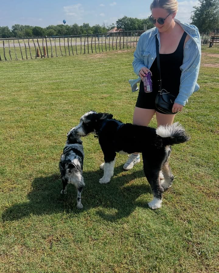 Bernedoodles image 2