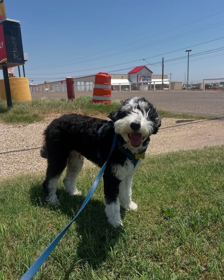 Bernedoodles image 1