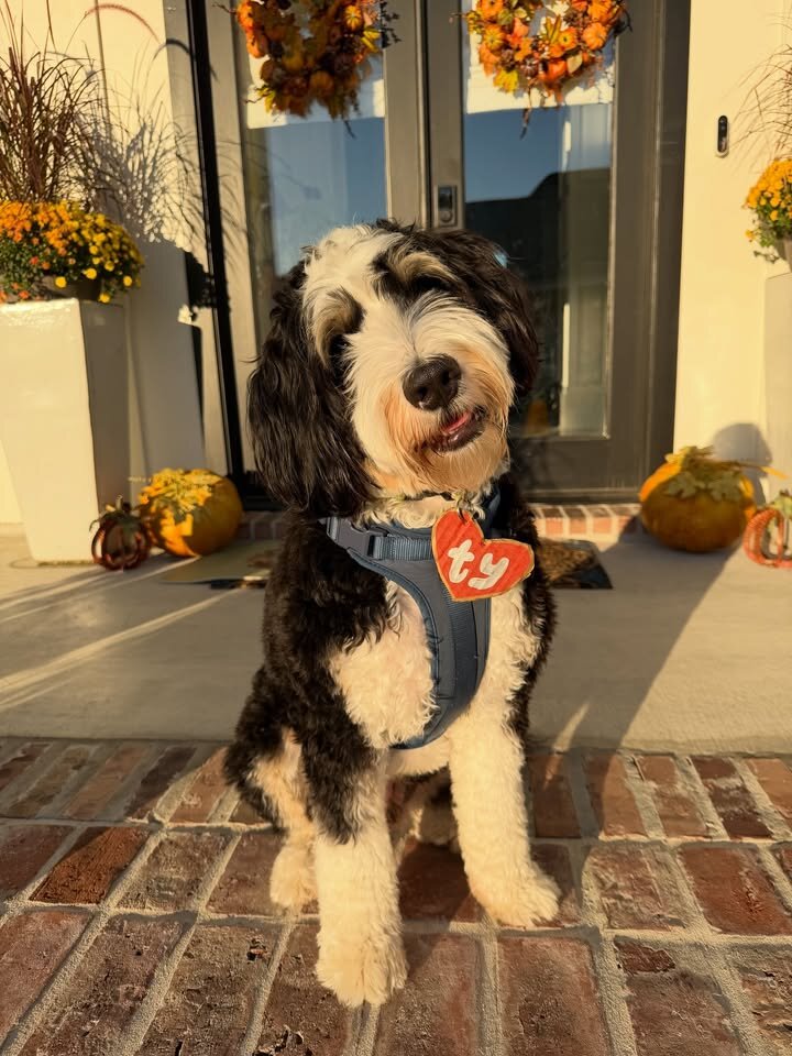 Bernedoodles image 4