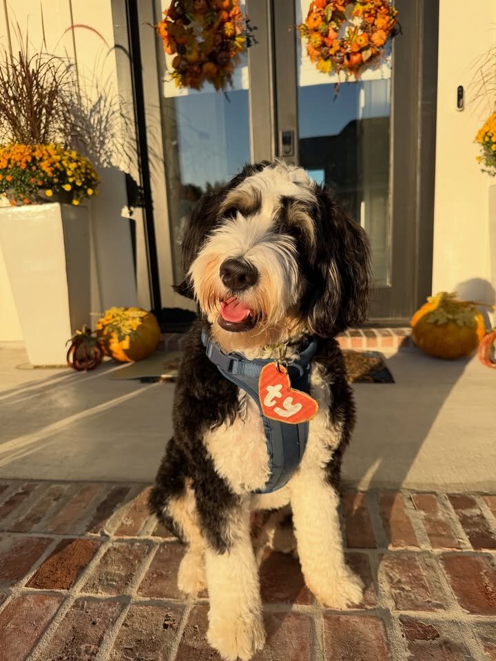 Bernedoodles image 3
