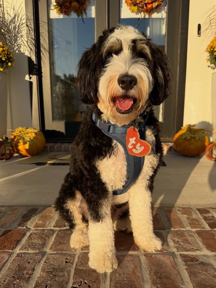 Bernedoodles image 5