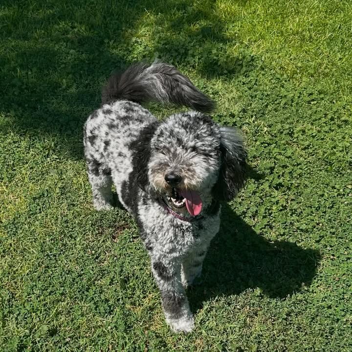Bernedoodles image 4