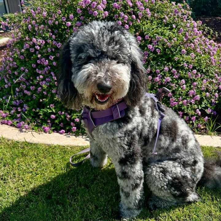 Bernedoodles image 3