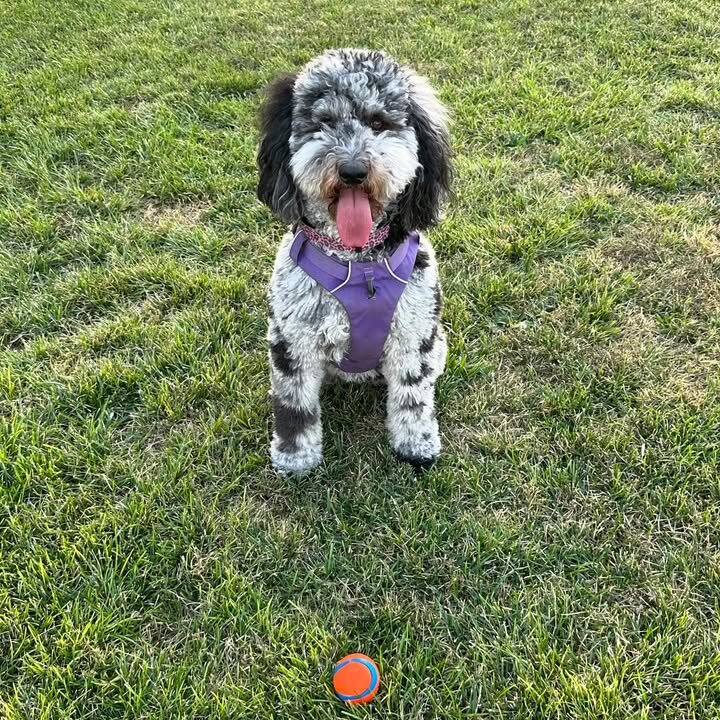 Bernedoodles image 5