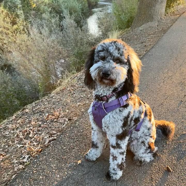 Bernedoodles image 2