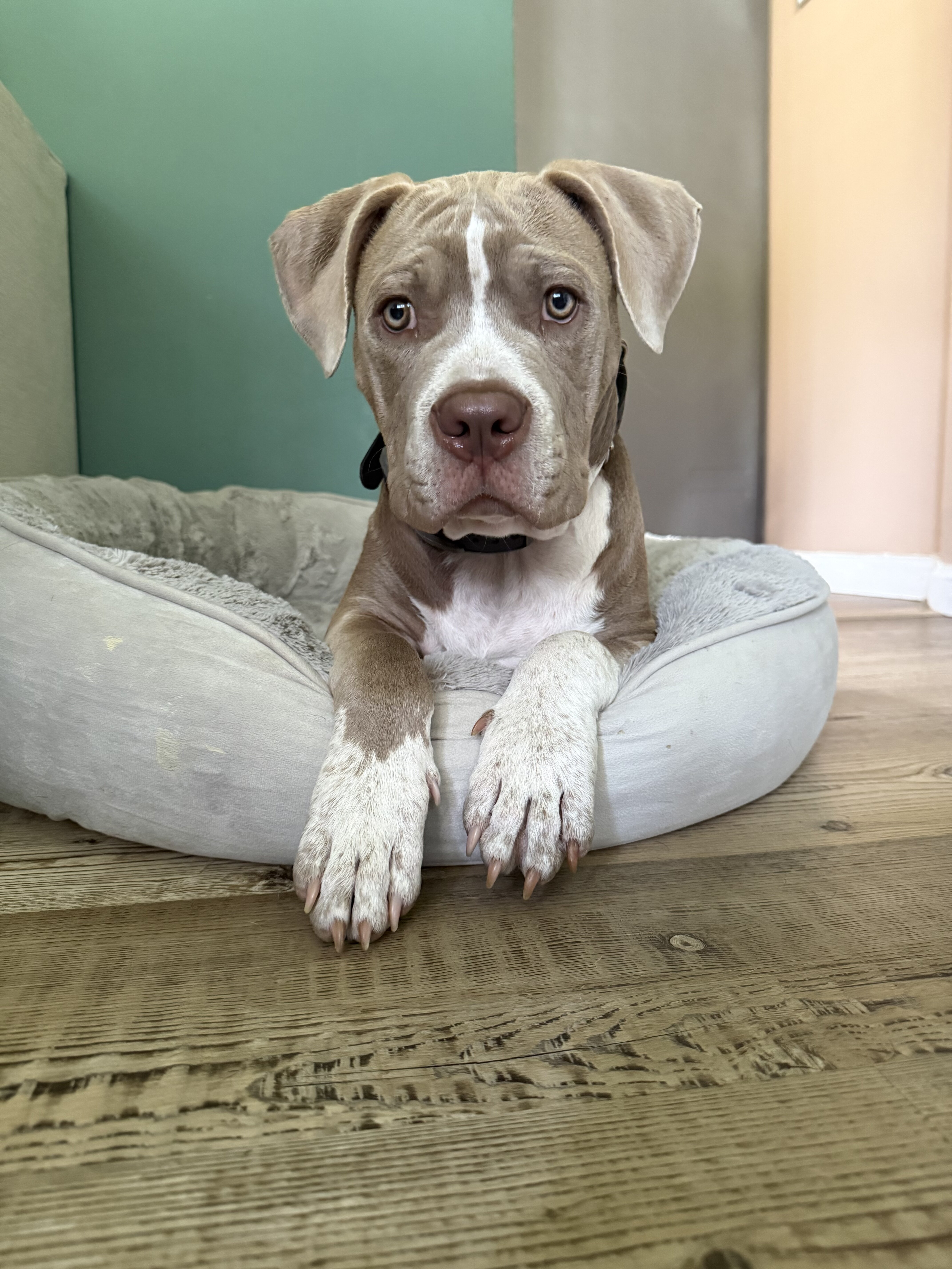 XL American bully puppy image 5