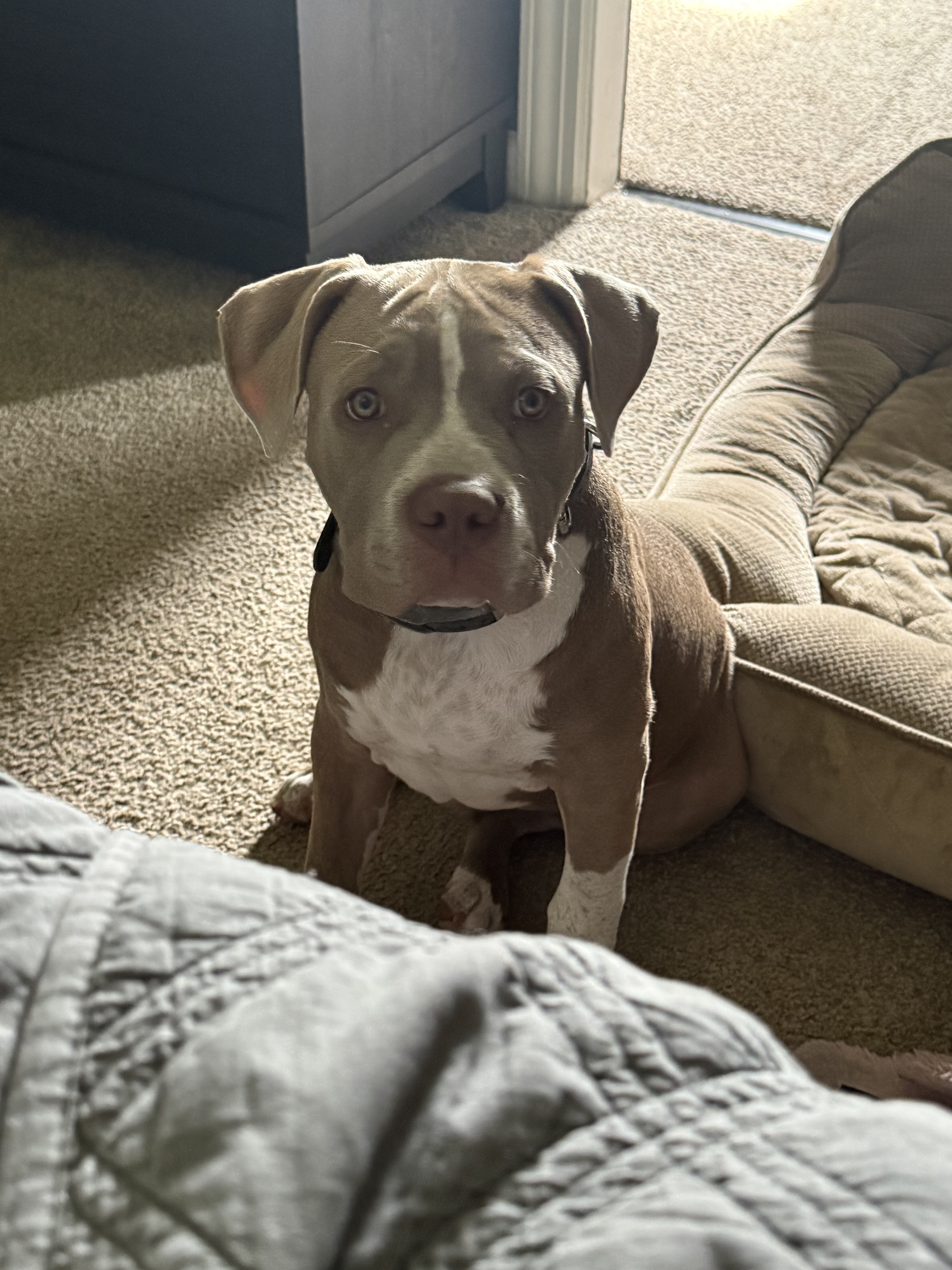XL American bully puppy image 1