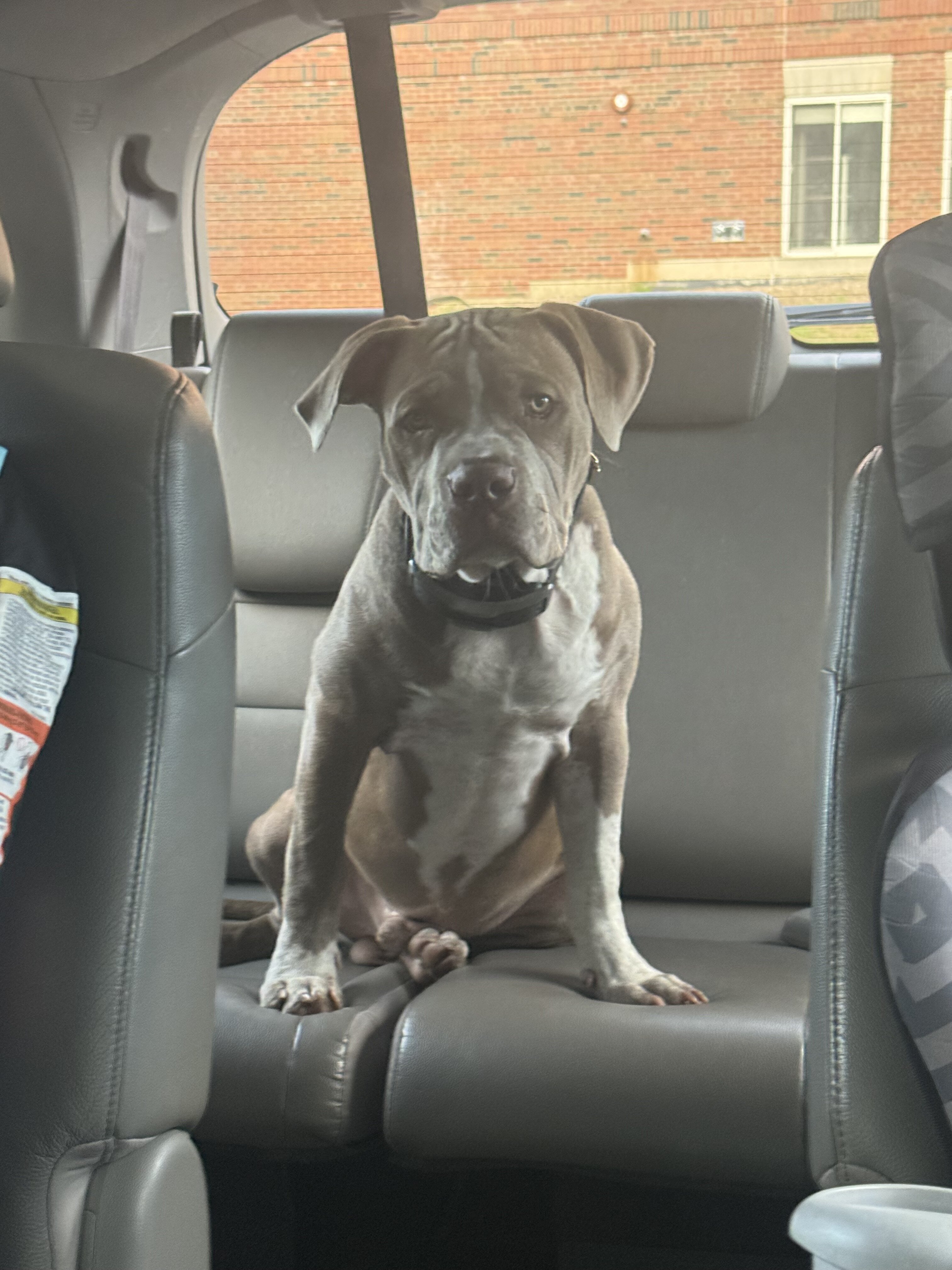 XL American bully puppy image 3