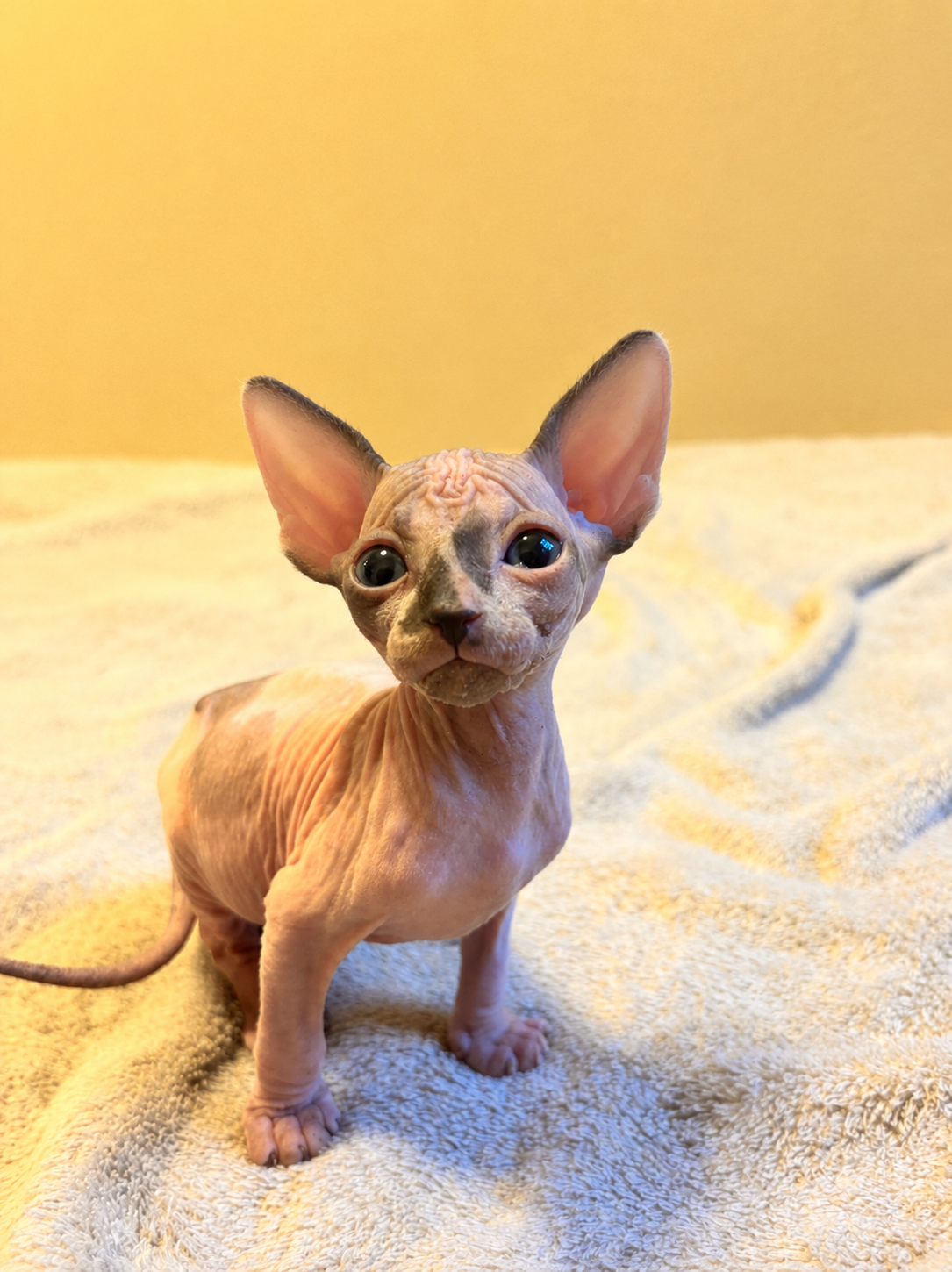 Sphynx Kittens image 2