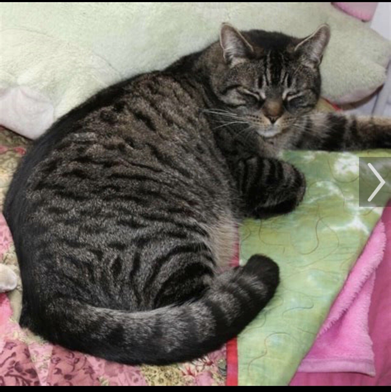 Free cat image 1