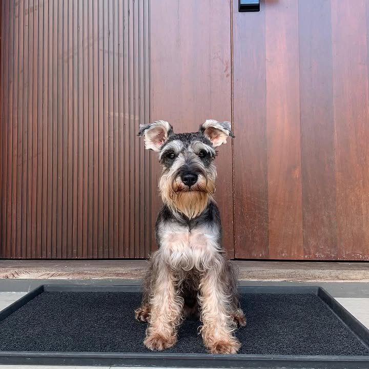 Schnoodle Dogs image 4