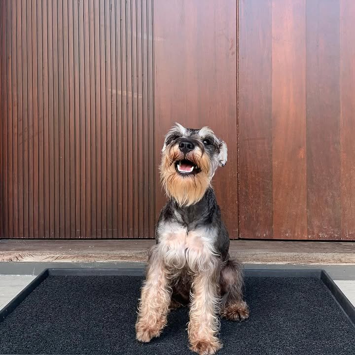 Schnoodle Dogs image 3