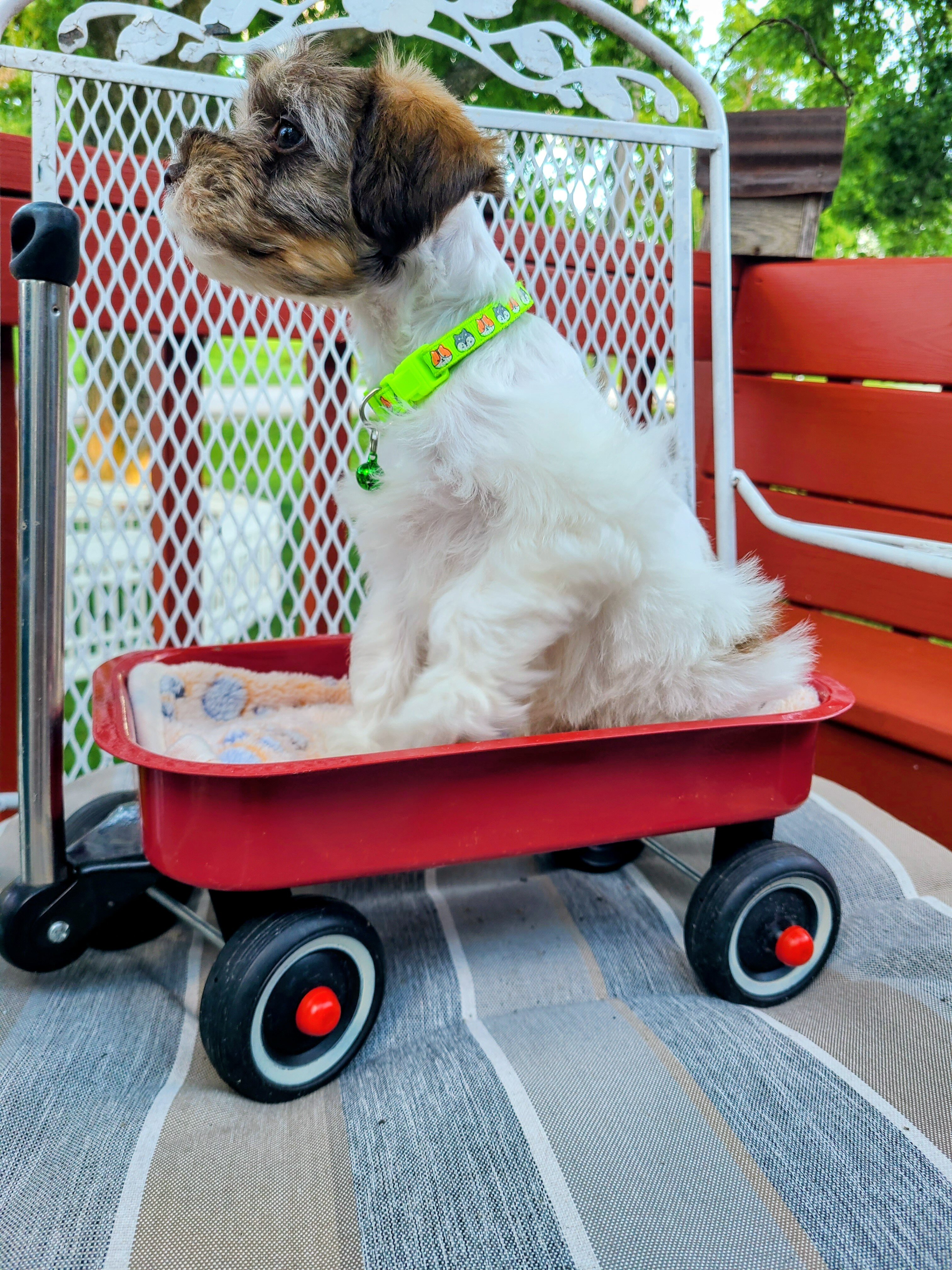 Schnoodle image 2