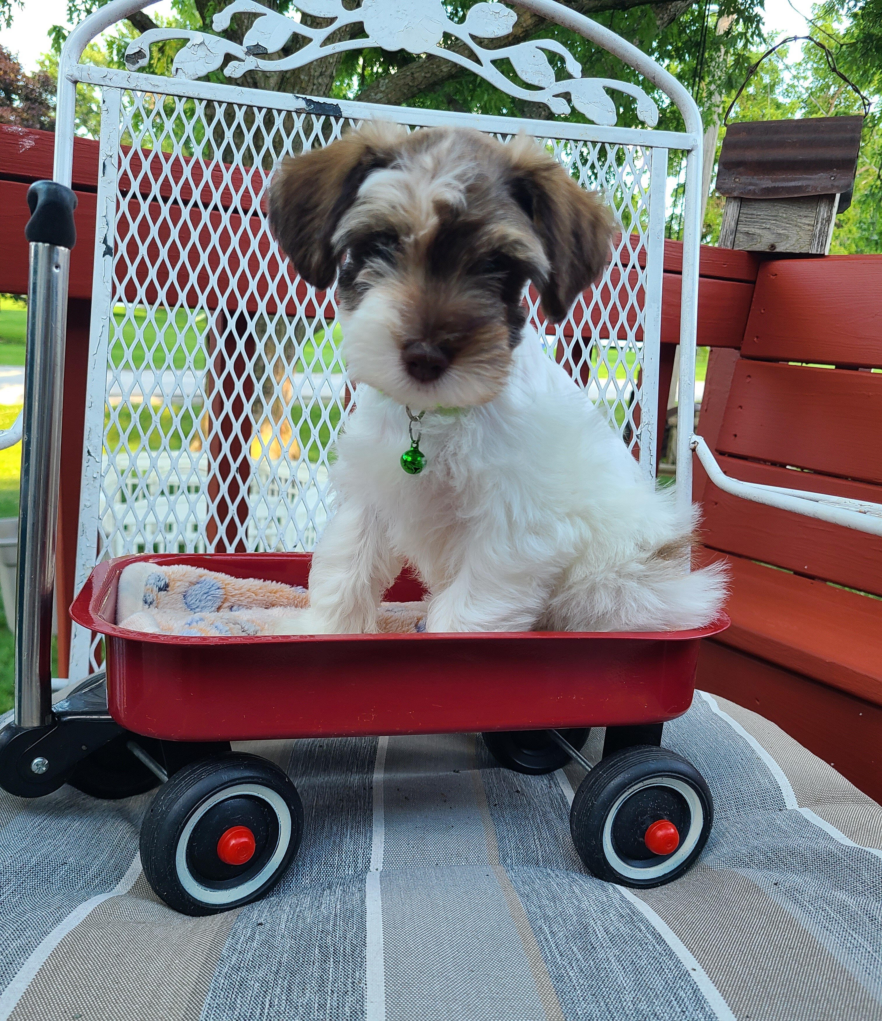 Schnoodle image 1