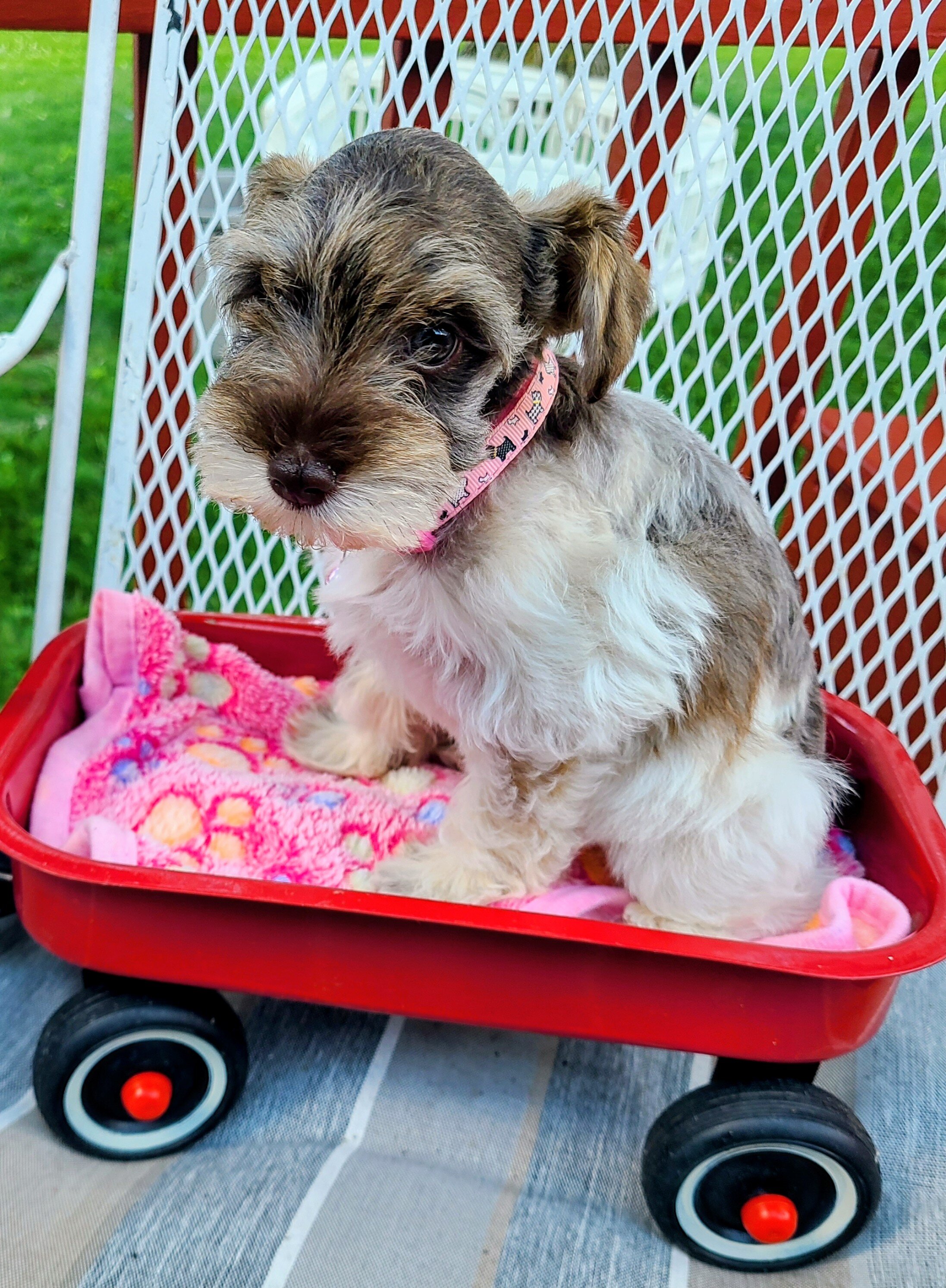 Schnoodle Puppy image 1