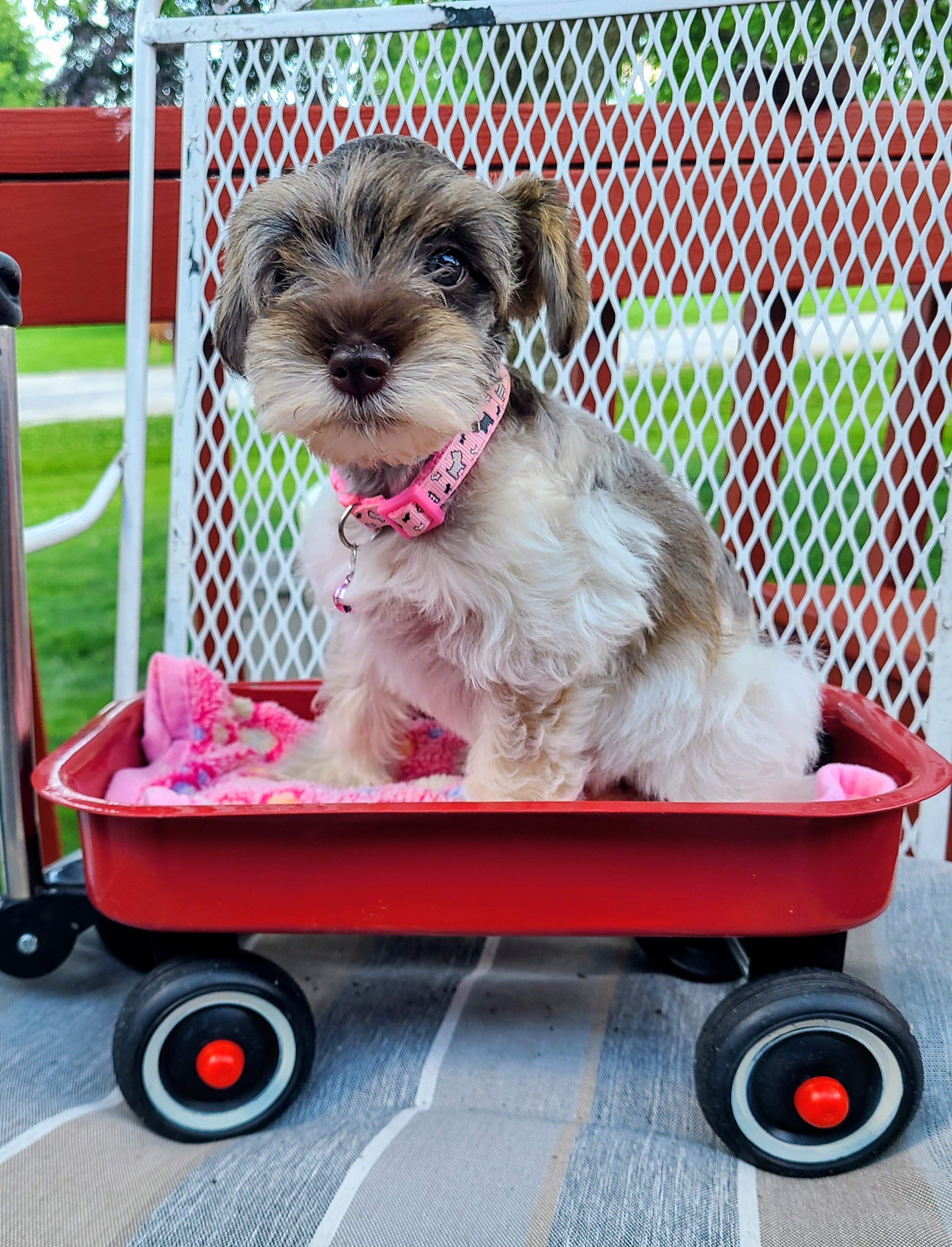 Schnoodle Puppy image 2
