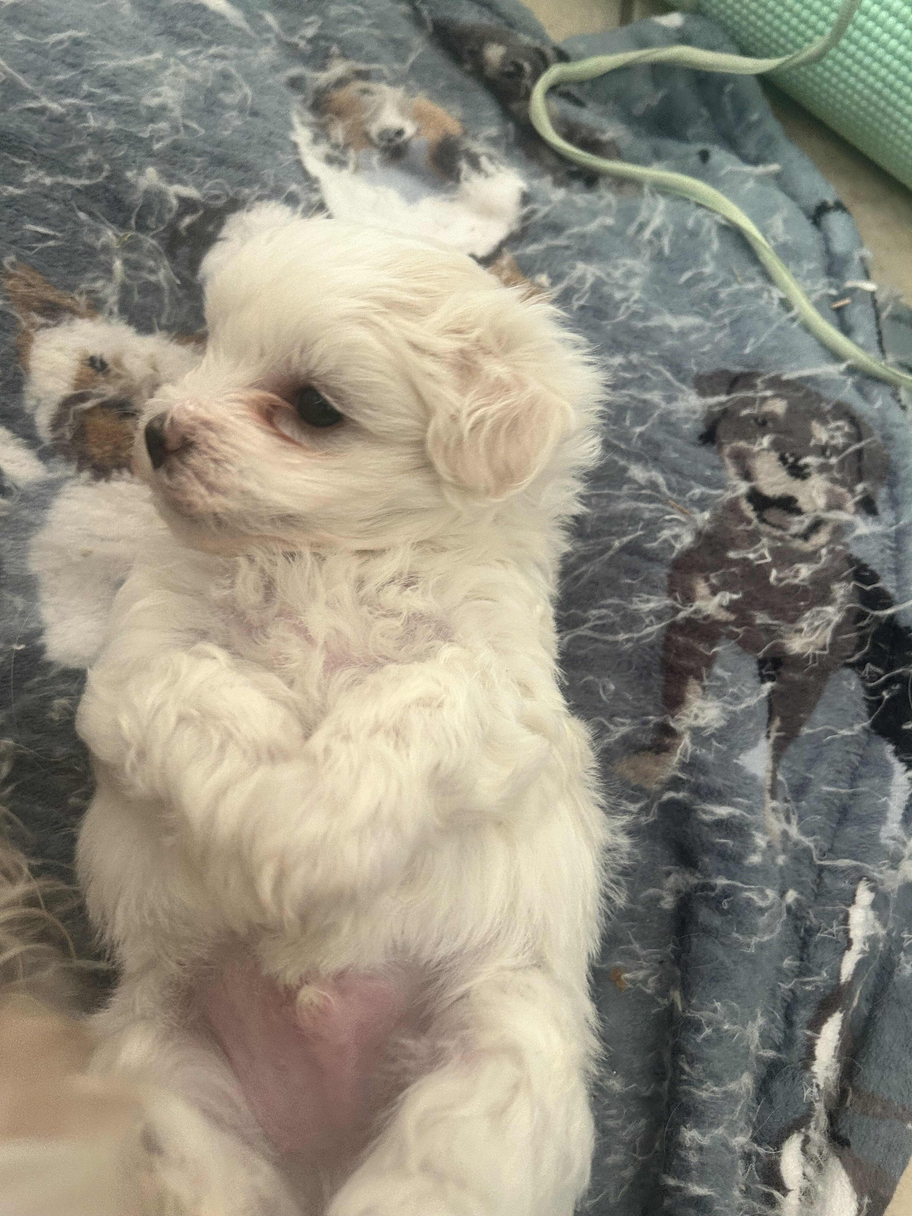 Maltese puppies image 3