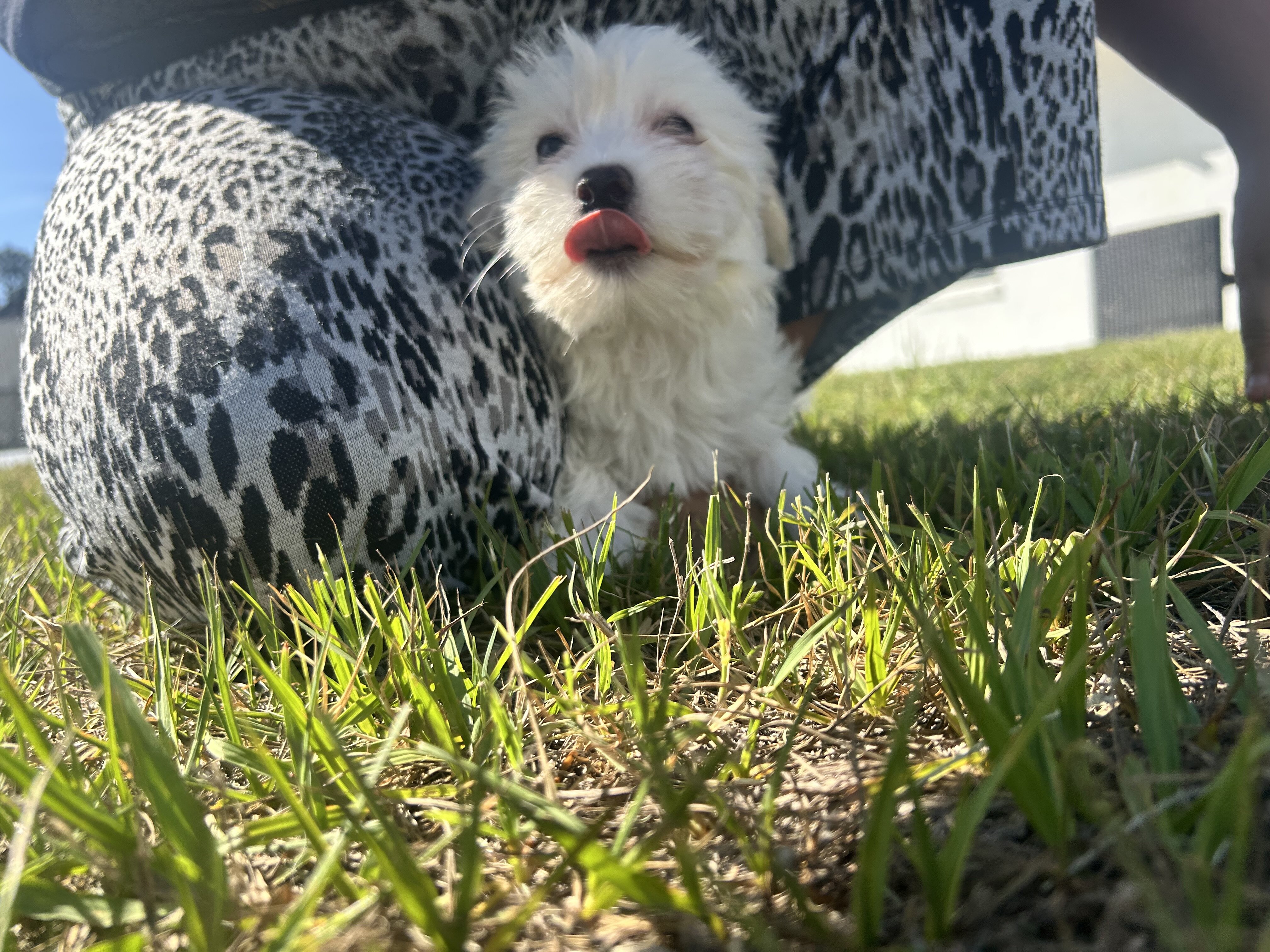 Maltese puppies image 2