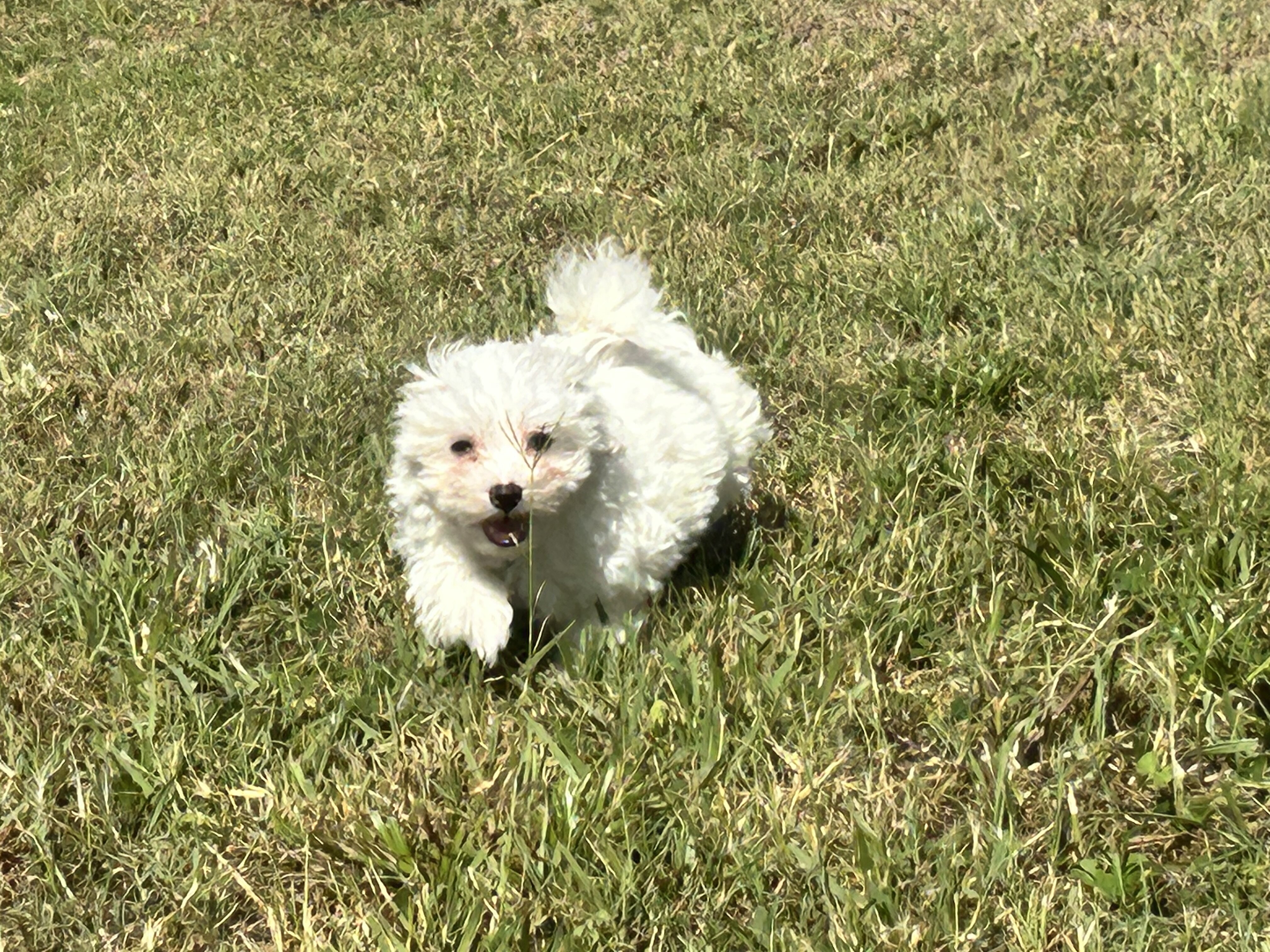 Maltese puppies image 1