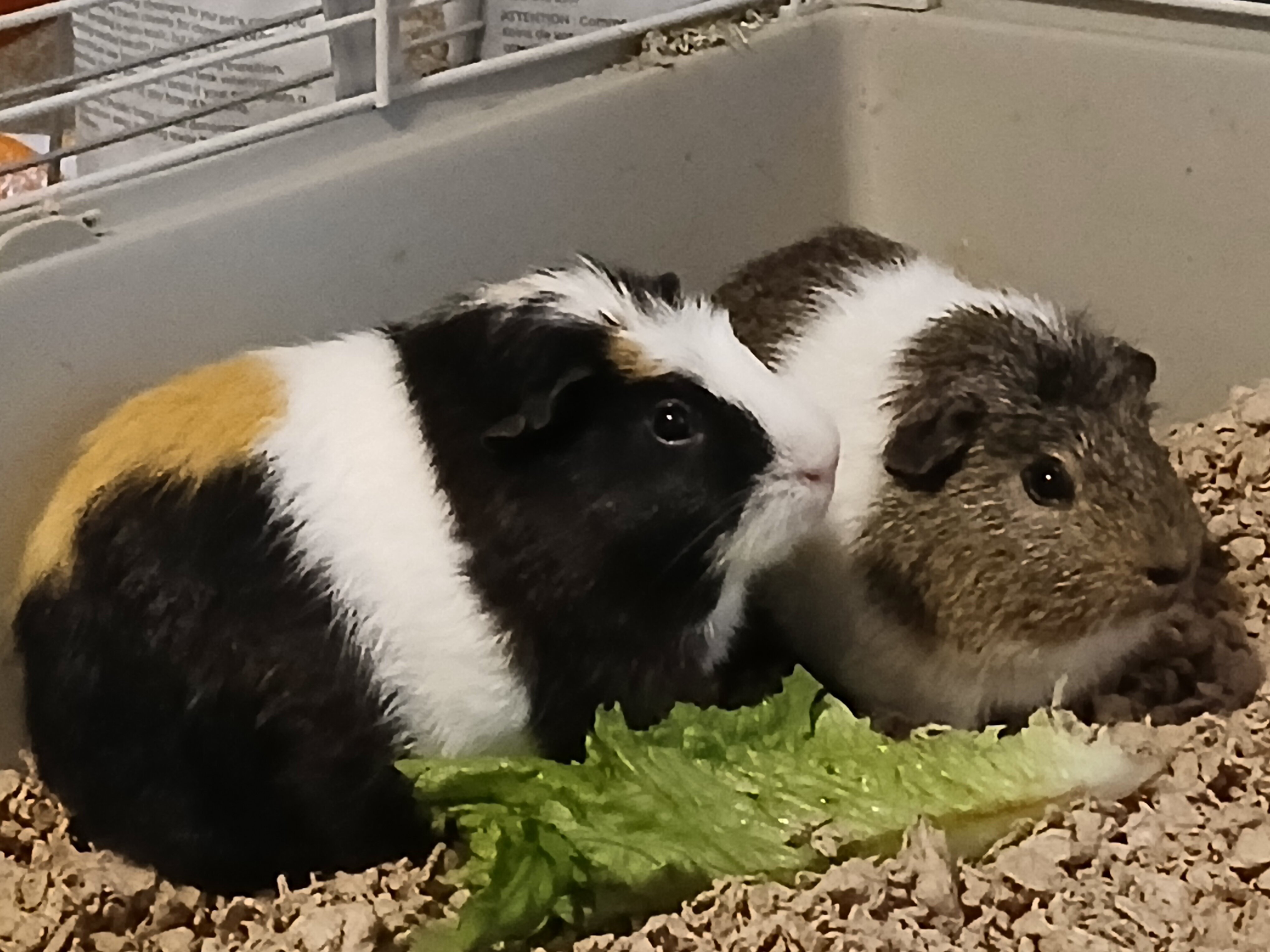 2 Bonded Male Guinea Pigs image 1