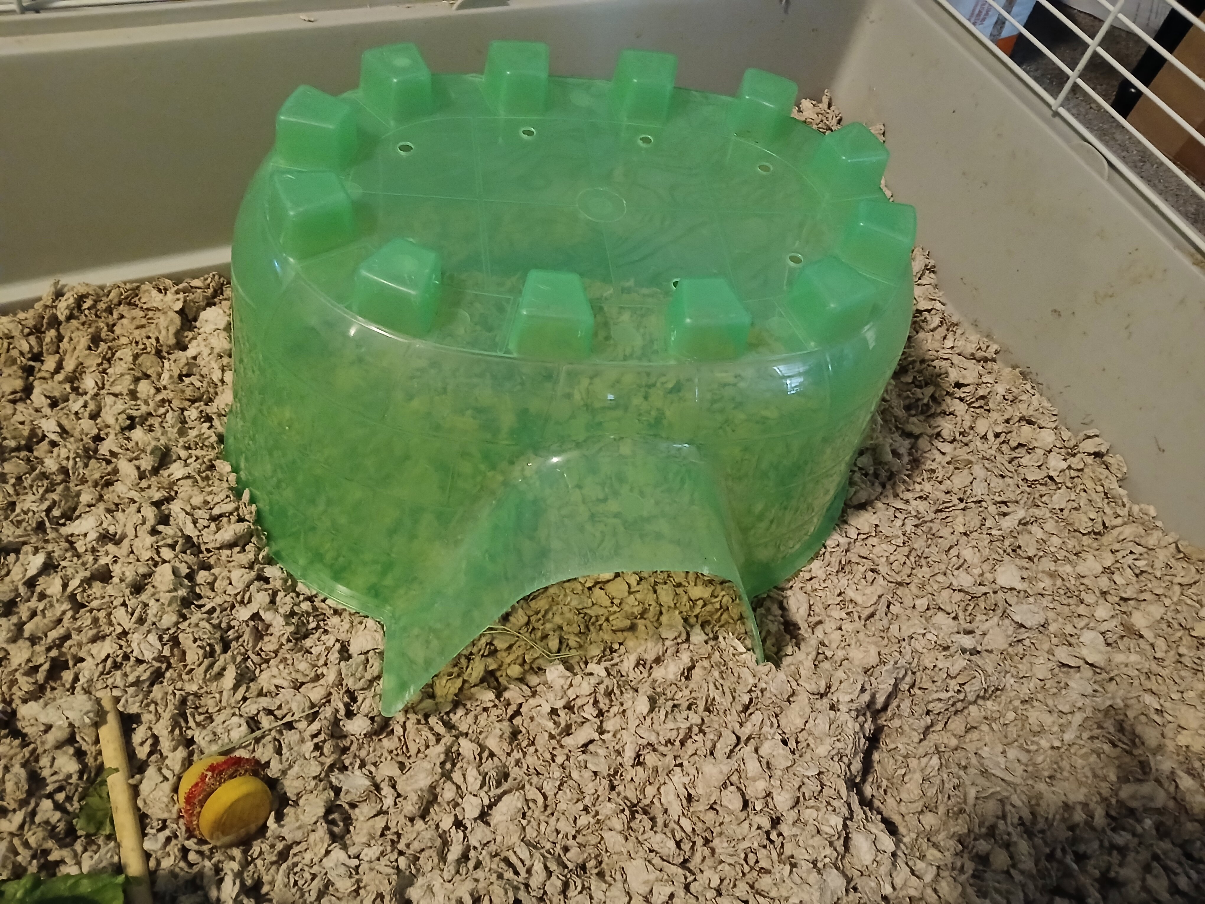 2 Bonded Male Guinea Pigs image 6