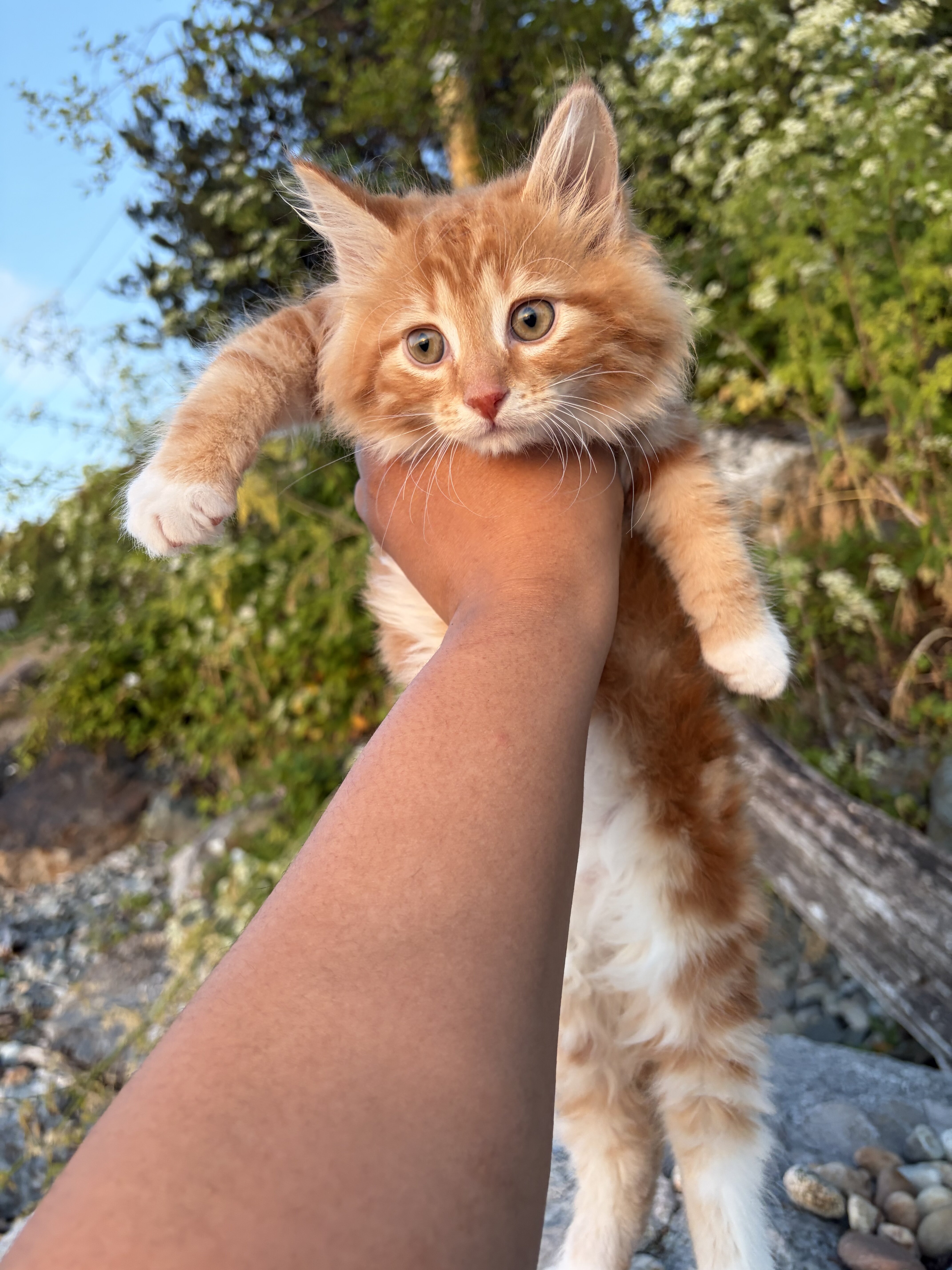 Maine coon kittens image 1