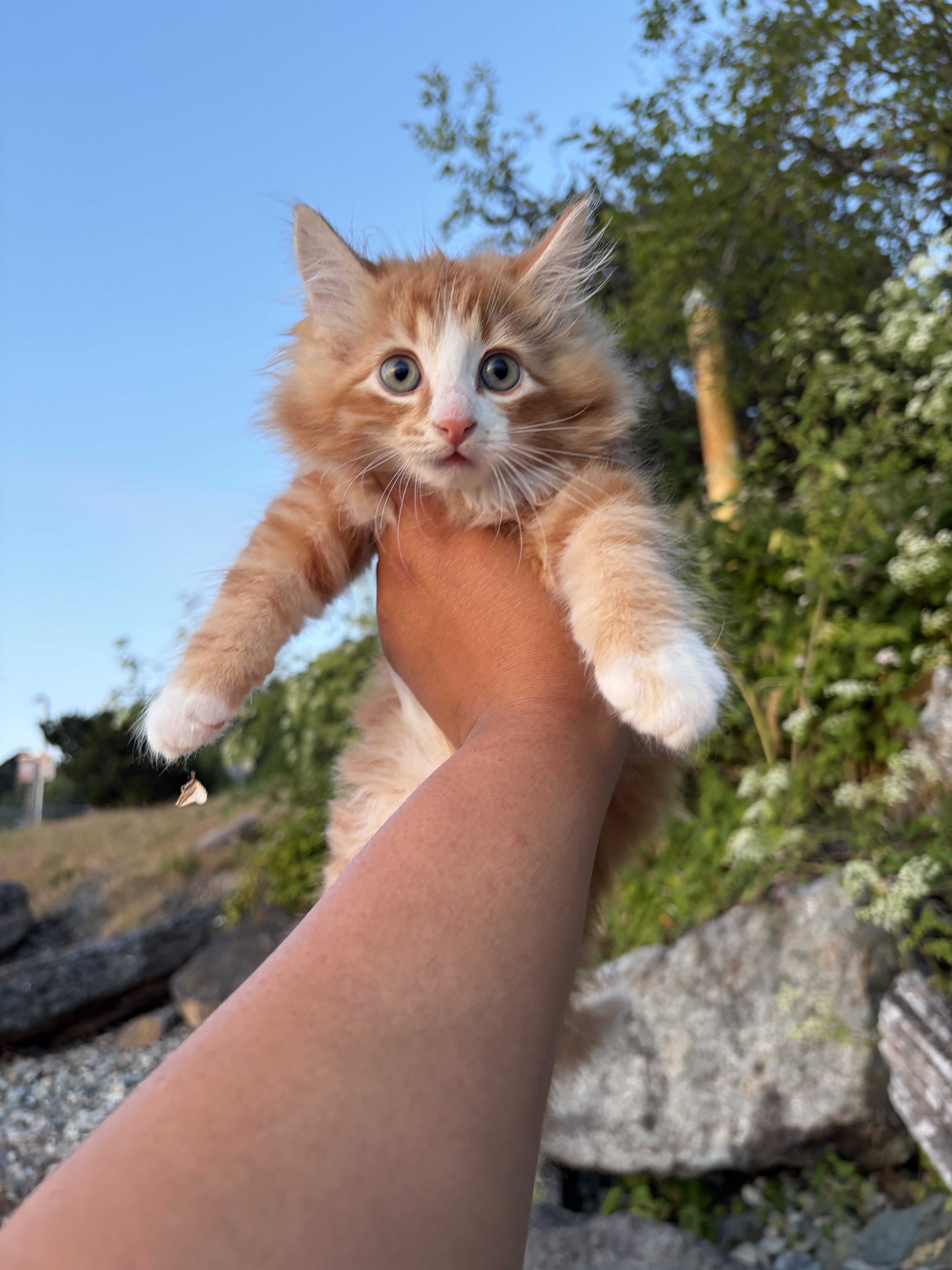 Maine coon kittens image 4