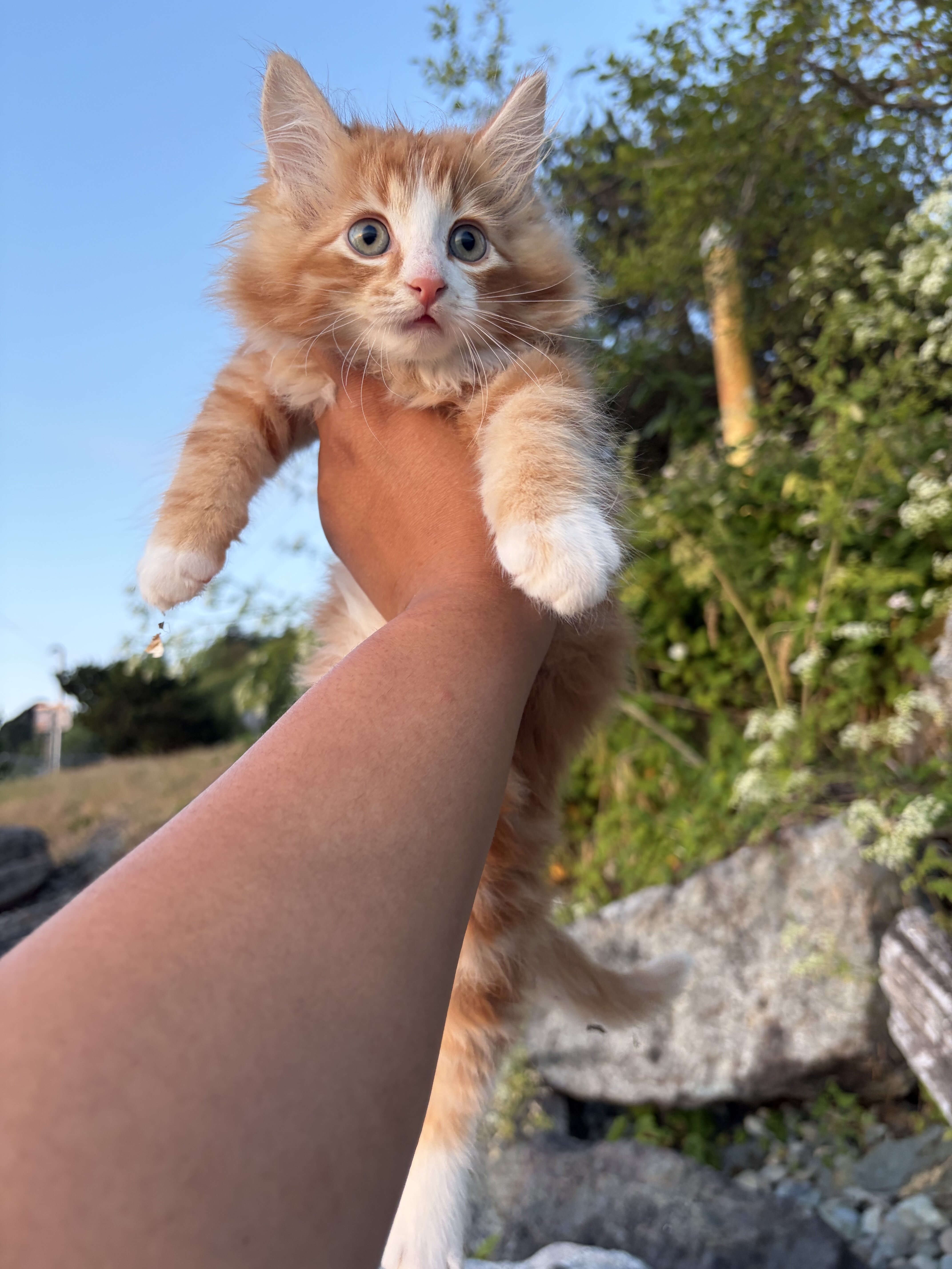 Maine coon kittens image 3