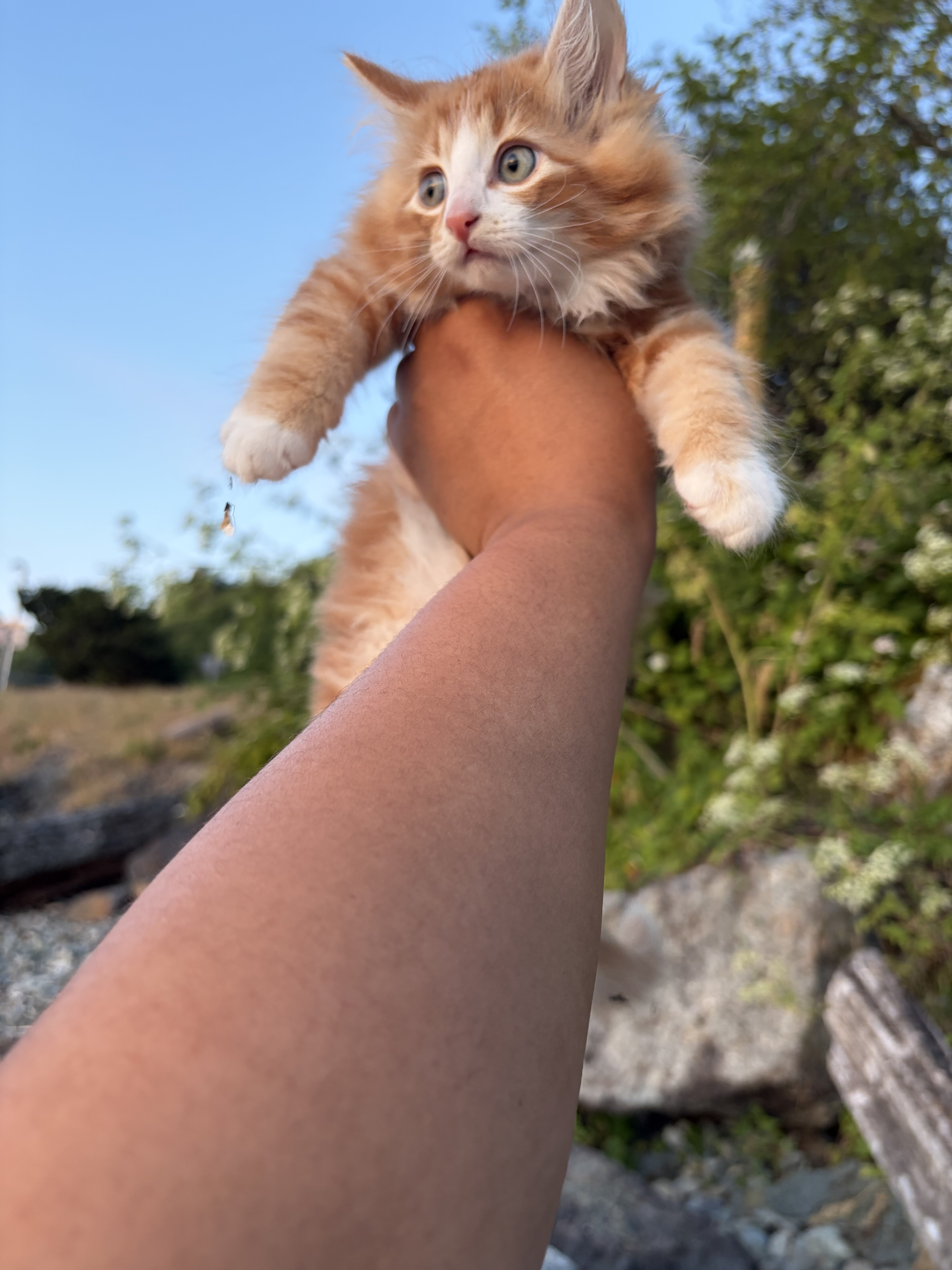 Maine coon kittens image 2