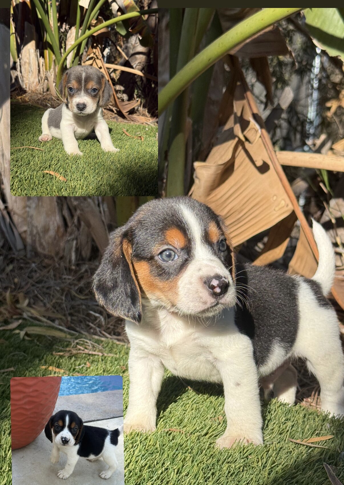 Litter of beagle puppies image 6