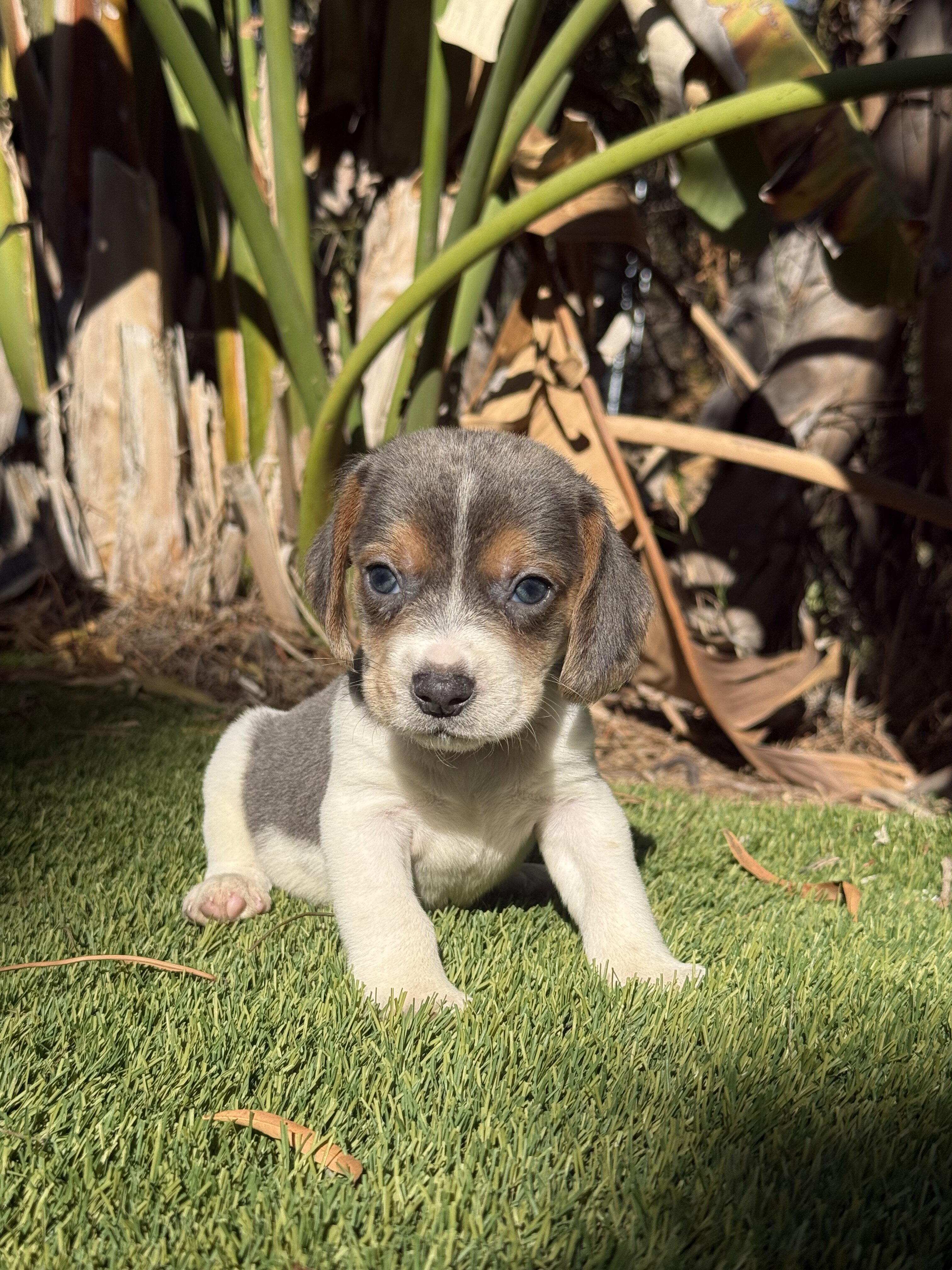 Litter of beagle puppies image 5