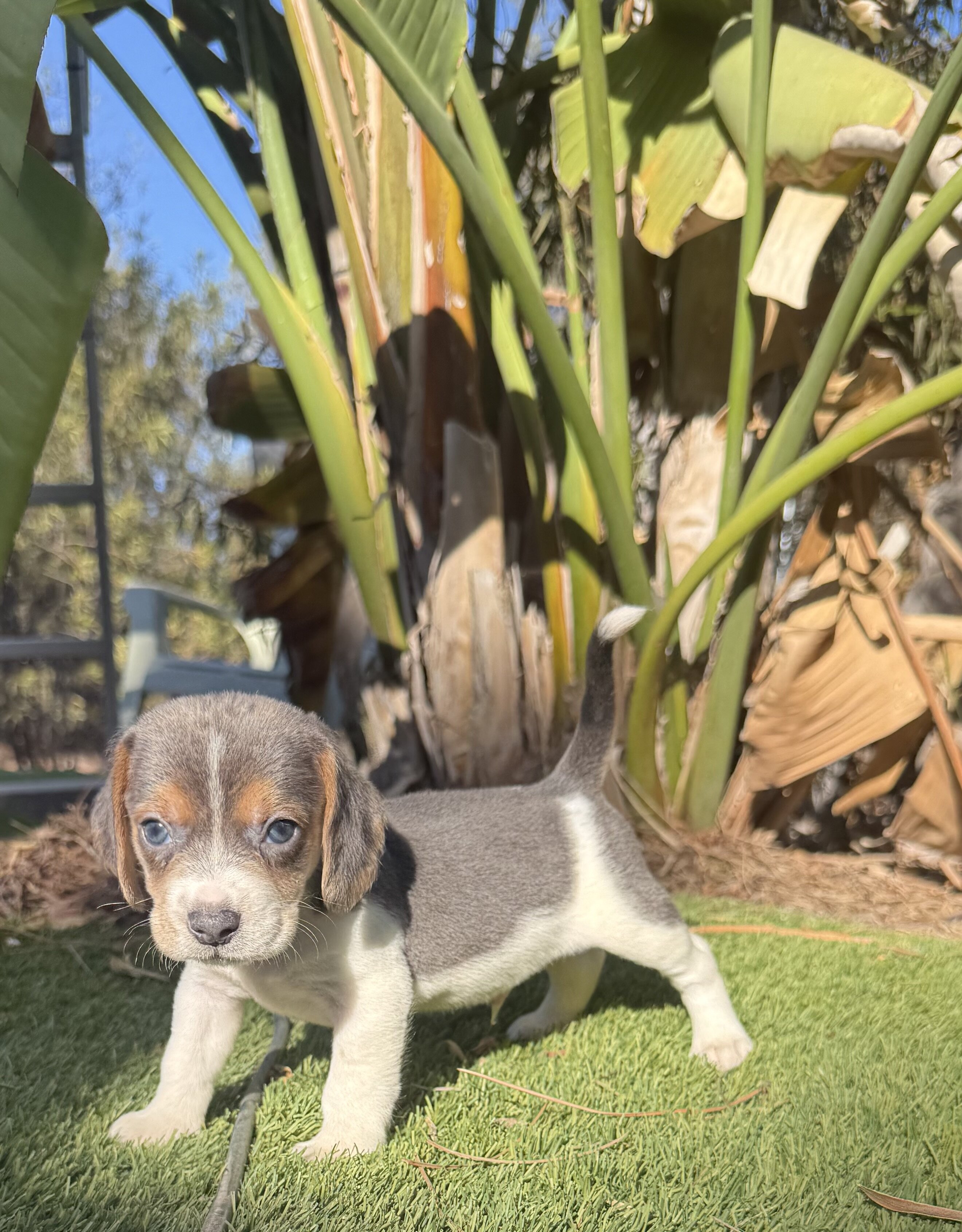 Litter of beagle puppies image 4
