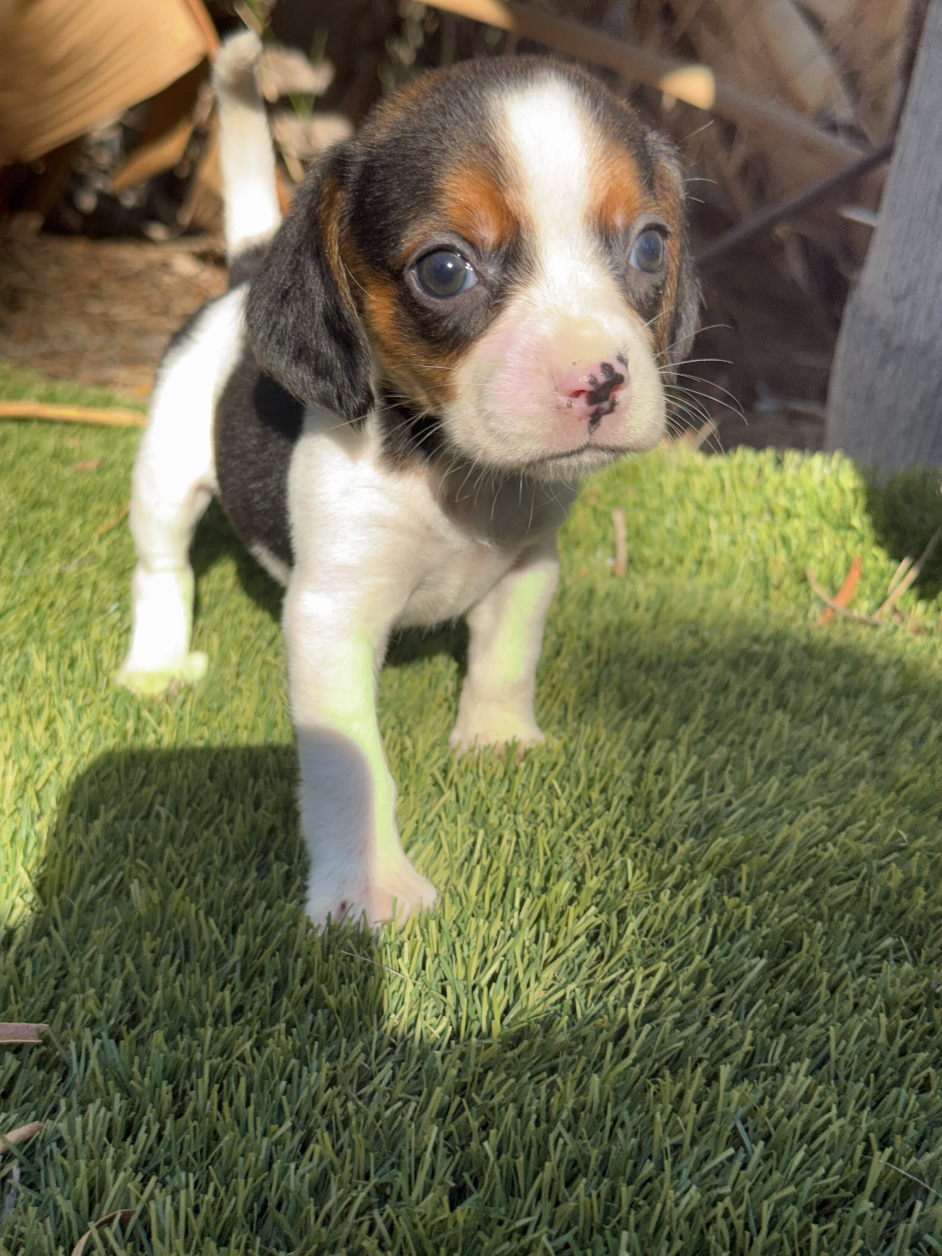 Litter of beagle puppies image 3