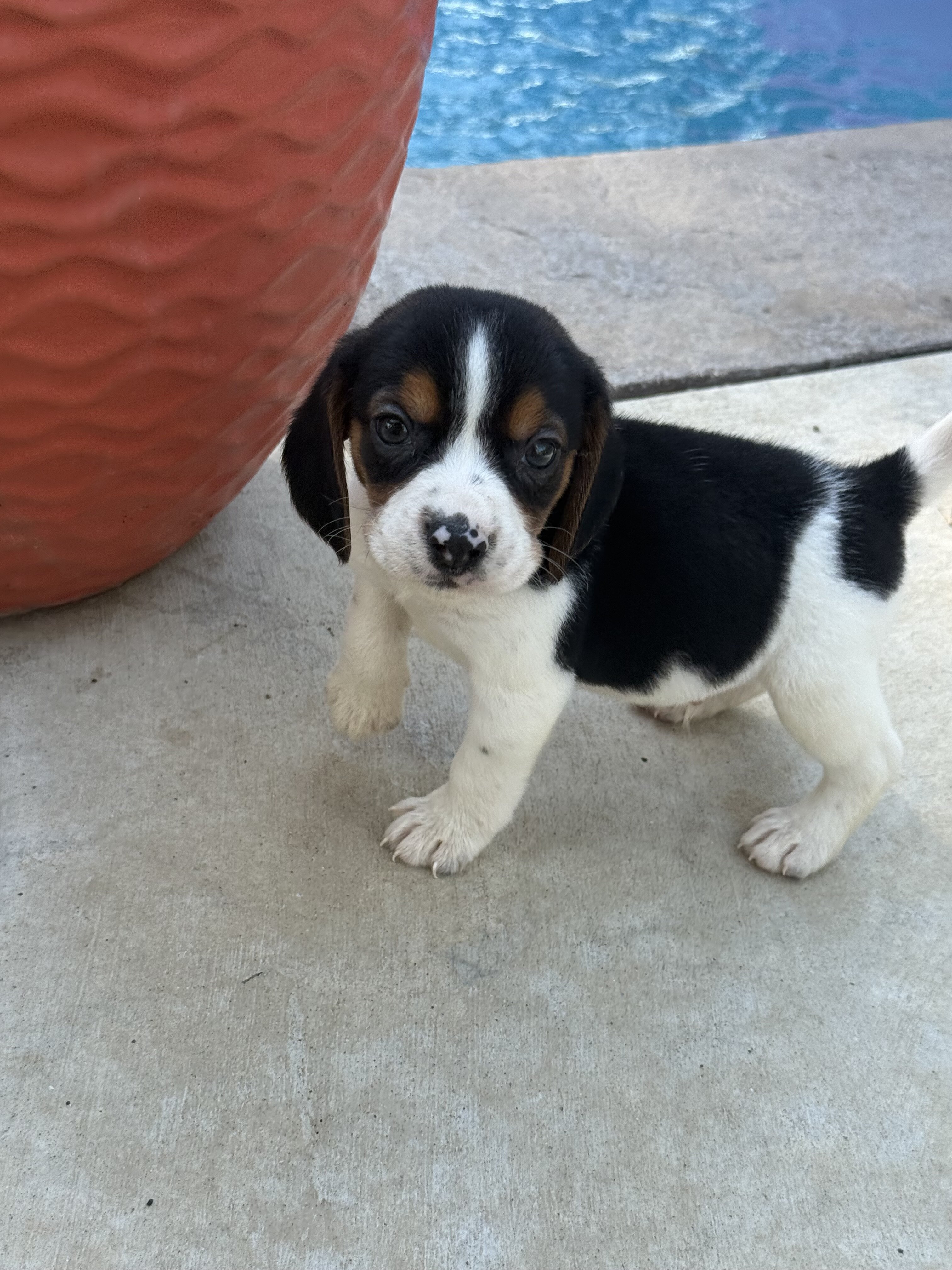 Litter of beagle puppies image 2