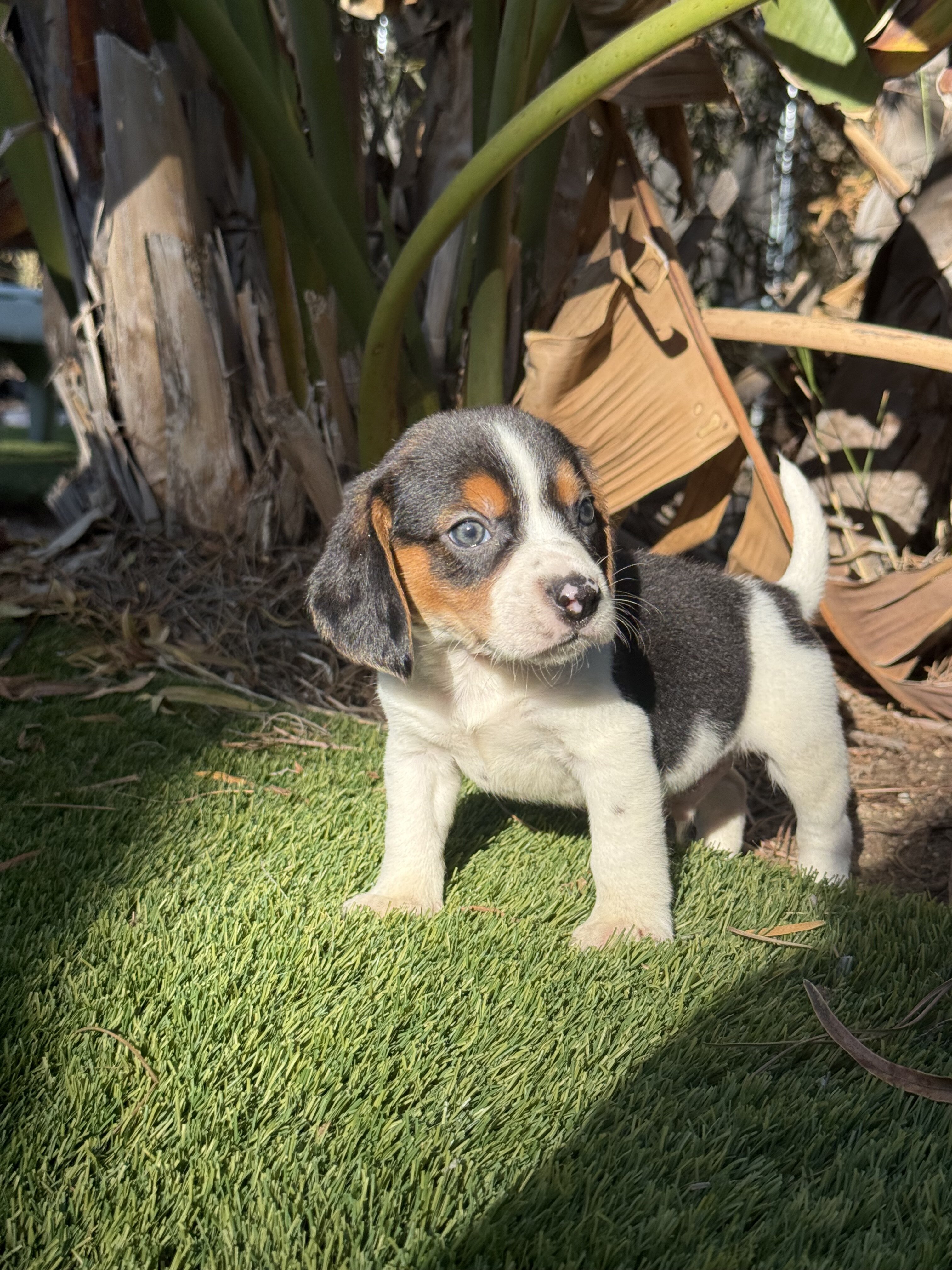 Litter of beagle puppies image 1