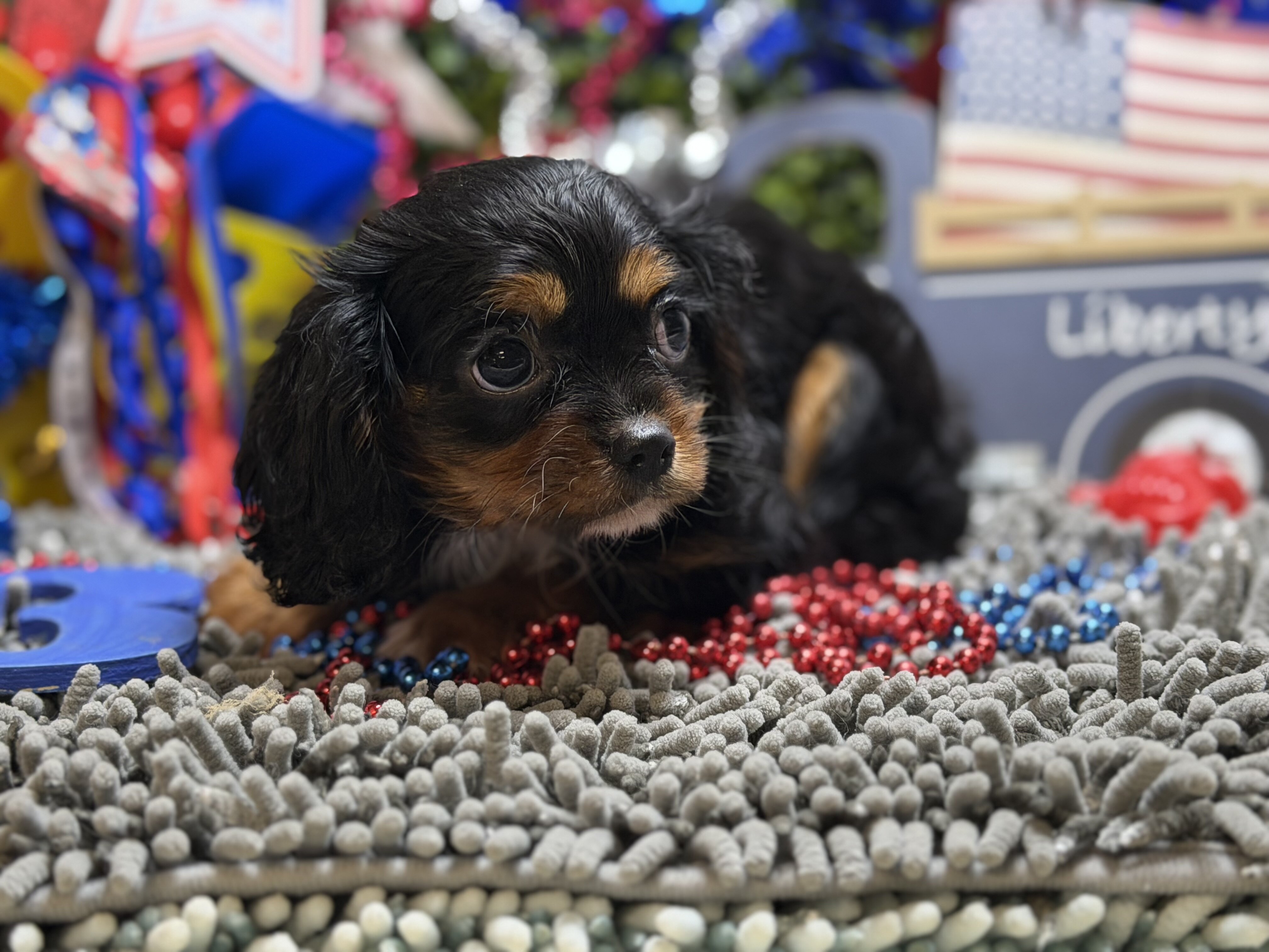 King Charles image 1